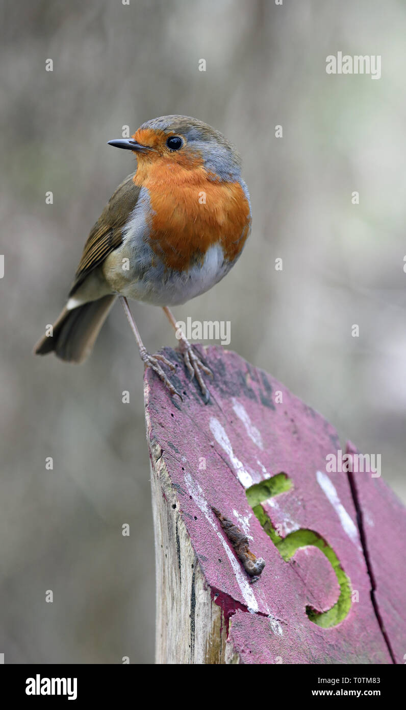 European robin (Erithacus rebecula) sitting on a wooden post engraved with the number 5. Stock Photo