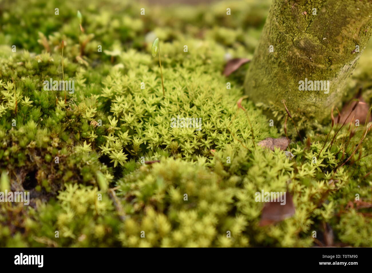 A close up photo of moss growing at the base of a bonsai tree. Stock Photo