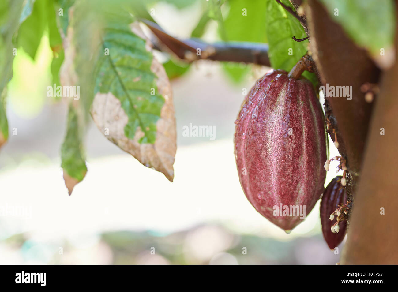 Raw cocoa red pod hang on tree with copy space Stock Photo