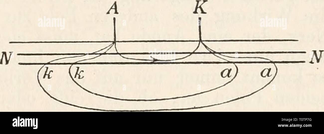 Elektrophysiologie (1895) Elektrophysiologie  elektrophysiolog00bied Year: 1895  Die elektrische Erregung der Nerven. 573 den Anelektrotonus zu prüfen, aber es gelang nicht. „Bei einer fast unerträglichen Stromstärke (lü—14 Bunsen) war keine Spur von Läh- mung in den vom Ulnaris abhängigen Muskeln wahrnehmbar.' Fick bezieht den Misserfolg auf die Unmöglichkeit, hinreichend starke Ströme anzuwenden, was um so unwahrscheinlicher ist, als die elektro- tonischen Erregbarkeitsänderungen sonst schon bei äusserst schwachen Strömen hervortreten. Es folgten Untersuchungen von Eulen bürg (27), Erb (27), Stock Photo