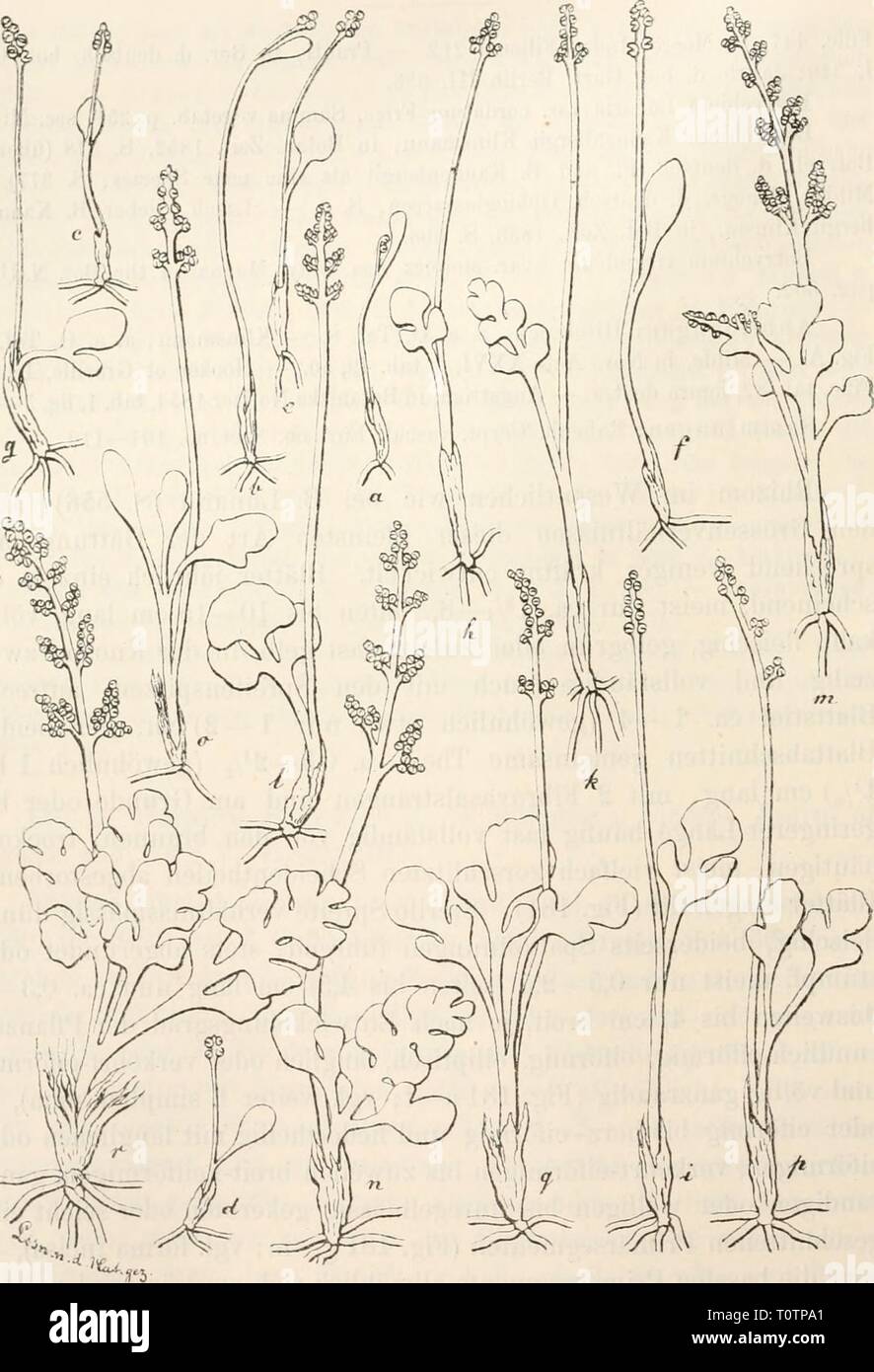 Dr L Rabenhorst's Kryptogamen-Flora von Dr. L. Rabenhorst's Kryptogamen-Flora von Deutschland, Oesterreich und der Schweiz  drlrabenhorstskr03rabe Year: 1889  i'i^'. 181    Botryc-hium simplcx Hitclie. Entwickolungsfolge der Formen in der Koibcn- folge der Buchstaben: a -f forma siniplicissima Lasch, resp. jugendliche Entwickelungs- stadien; g—k forma incisa Mikle und 1 Uebergangsform zur forma subcomposita Lasch m und n (m mit vergrössertem fruchtbarem Basalabschnitte des sterilen Blatttheiles); o—r forma composita Lasch (r mit vier Primär Segmenten des sterilen Blatttheiles). Alle Figuren na Stock Photo