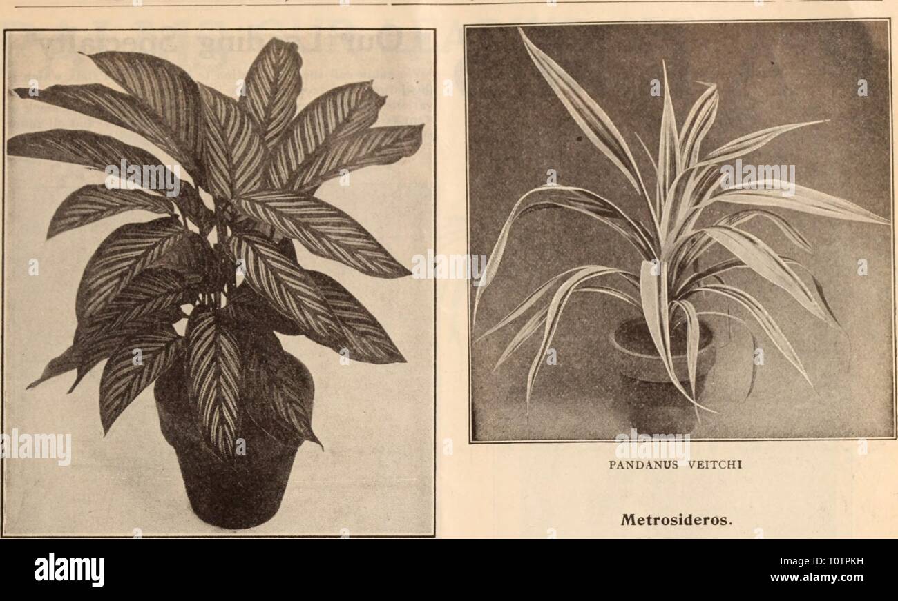 Dreer's wholesale price list  Dreer's wholesale price list / Henry A. Dreer.  dreerswholesalep1912dree Year:   HENRY A. DREER, PHILADELPHIA, PA., WHOLESALE PRICE LIST    MARANTA VITTATA Isolepis. Qracilis. 2'/i-inch pots, 75 cts. per doz.; 15.00 per 100. Ixoras. These are amoner the showiest of our stove flowering plants. The foliage is pretty and attractive, while the flowers are borne in large terminal corymbs, shaped somewhat like a Bouvardia. Chelsonl. Brilliant salmon orange. Dixiana. Deep orange, in large trusses. Flore Lutea. Large, creamy-yellow flowers. Incarnata. Delicate flesh color Stock Photo
