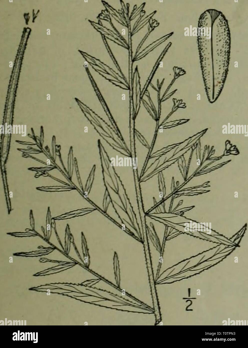 An illustrated flora of the Stock Photo - Alamy