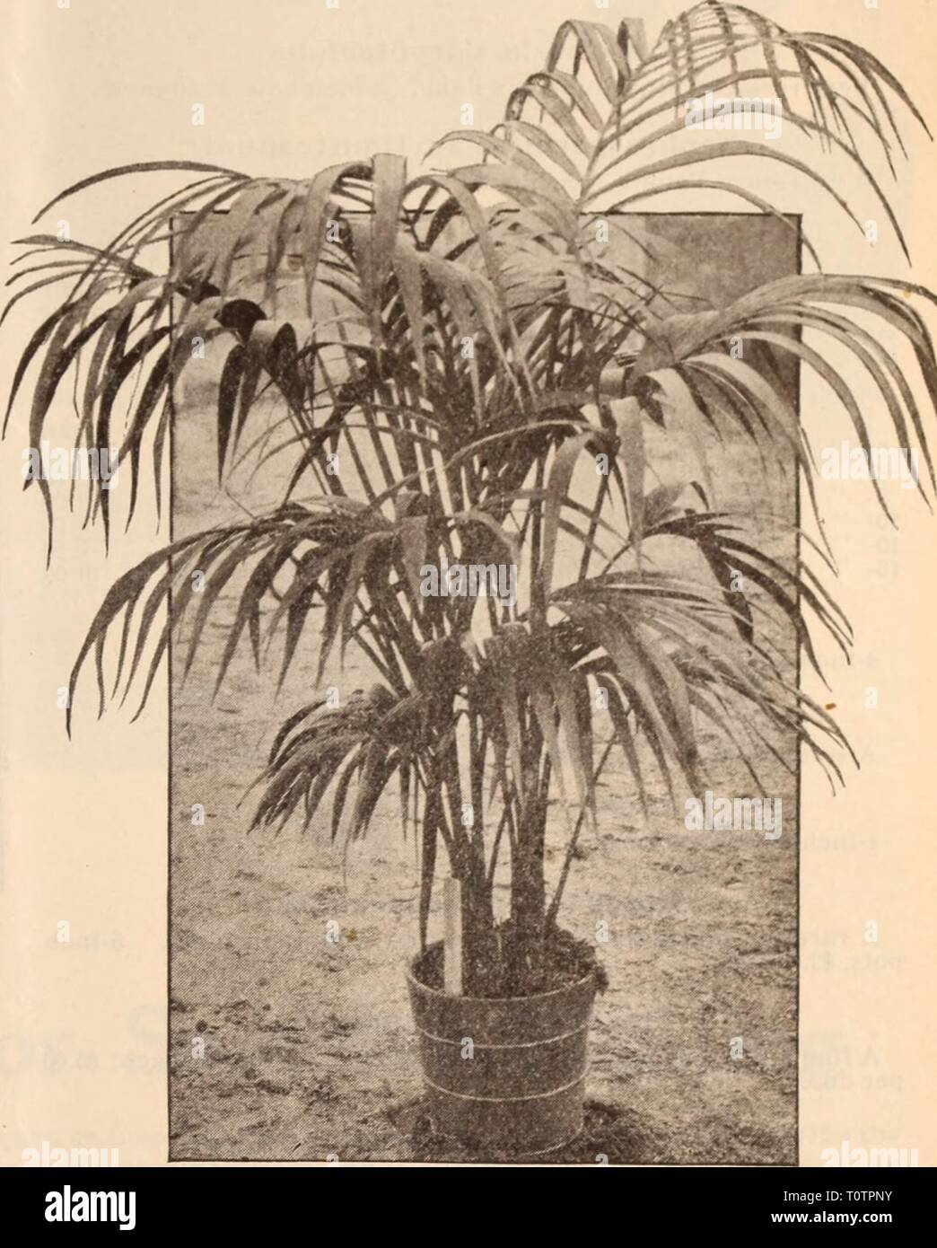 Dreer's wholesale price list  Dreer's wholesale price list / Henry A. Dreer.  dreerswholesalep1912dree Year:   KENTIA BELMOREANA Kentia Belmoreana. 2'/i-inch pots, 3 4 4 leaves, 5 ' 5 ' 6to7 6 ' 6 6 ' 6 to 7 7-in. tubs, 6 to 7 8 ' 6 to 7 8 ' 6 to 7 8 to 10 inches high 12 15 18 to 20 24 28 to 30 36 to 38 42 to 45 45 to 48 Doz. 100 $1 50 $10 00 2 00 15 00 4 50 35 00 Each $0 75 1 00 1 50 3 00 4 00 5 00 1000 190 OD 140 00    Kentia Forsteriana—Single Plants. 3-inch pots, 25 cts 6 ' 75 ' MADE-UP KENTIA Kentia Wendlandii. each; $2.50 per doz. 2Vi-inch pots. 4 leaves, 3 4 to 5 4 5 to 6 5 5 to 6 6 6 6 Stock Photo