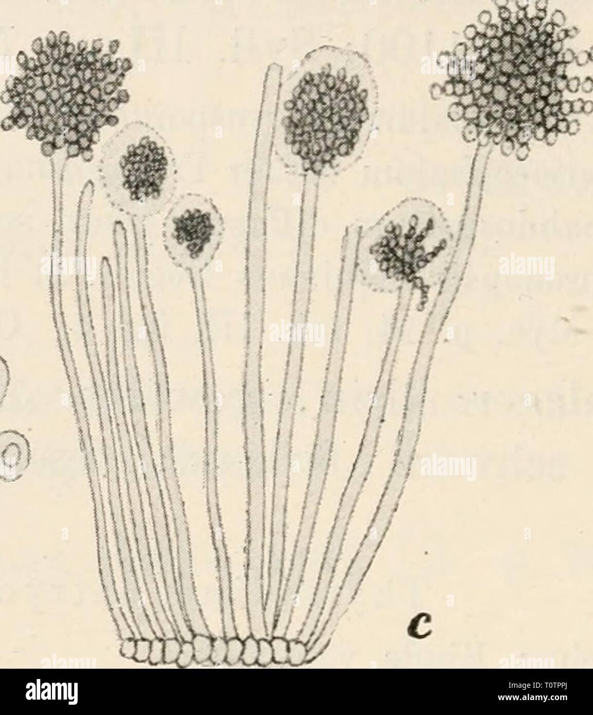 Dr L Rabenhorst's Kryptogamen-Flora von Dr. L. Rabenhorst's Kryptogamen-Flora von Deutschland, Oesterreich und der Schweiz  drlrabenhorstskr0107rabe Year: 1903  ra . d    Thyrsidium hedericolum (De Notar.) Uur. et Mont. a. Ein Eindenstückchen von Hedera Helix mit dem Pilze in natür- licher Grösse. b. Ein schwach vergrössertes, senkrecht durchschnittenes Sporenlager. c. Ein sehr stark vergrösserter Theil des Hymeniums mit Sporen- trägern mit zwei älteren und vier jüngeren Sporenköpfchen, deren Sporenketten noch von Schleim umhüllt sind. d. Eine sehr stark vergrösserte Sporenkette und sechs noch Stock Photo