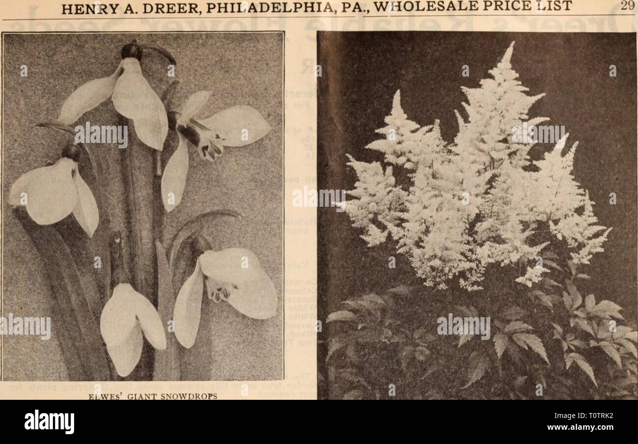 Dreer's wholesale price list  Dreer's wholesale price list / Henry A. Dreer.  dreerswholesalep1912dree Year:   Ornithogalum PerlOO Per 1000 Arabicum. A showy species with clusters of white flowers with black centre, sweet scented; easily forced $1 50 Oxalis Bermuda Buttercup. Extra strong Bowiei. Rosy crimson; fine Grand Duchess, Pink White *' ' Lavender .... Mixed. All colors Puschkinia Labanotica (Striped Squill) Ranunculus Persian. Double, all colors mixed Turban. Double, all colors mixed French. Double, all colors mixed Scilla Siblrica. Deep blue, strong bulbs Campanulata. Blue ' Rose Whit Stock Photo