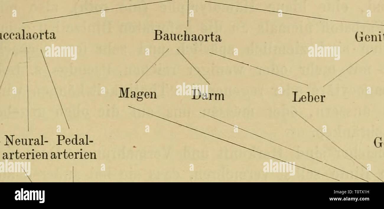 Pallial High Resolution Stock Photography And Images Alamy