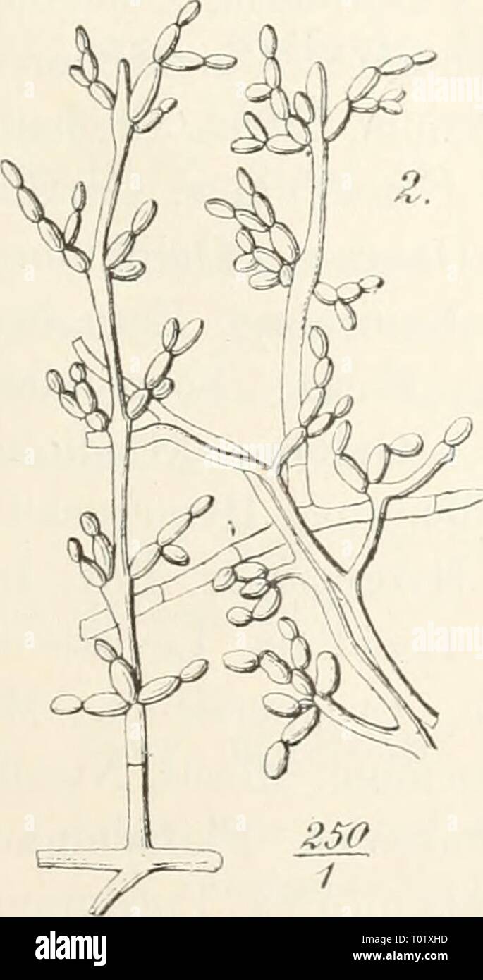 Dr L Rabenhorst's Kryptogamen-Flora von Dr. L. Rabenhorst's Kryptogamen-Flora von Deutschland, Oesterreich und der Schweiz  drlrabenhorstskr0108rabe Year: 1907  801 Hormodeudroii clailo.sporioifles Saoc. Michel. 11, 148 (1S80): Ryll. IV, 310. Cladu.sporiuHi lierbaruni (Pers.) vor. repeus Fivaeii. IW-itr. 1, 24 (1850) Tab. III Fig. 2!). Cladosporium herbaruin (l'.-vs.) var. typliavum WestcK et 'au Hacs. Oat. Crypt. Breb. et Anv. p. S (l.s;38) n. 173. Kxs. Ivlotzseh Herb. niye. 107b; Klotzsch Herb. niyc. 2 ed. :•{;{•{, 7(;7: Kabeuhorst Fuiioi eur. 128,3. 4289: v. Thüme)! Fuiigi anstr. i'Cti. 53 Stock Photo