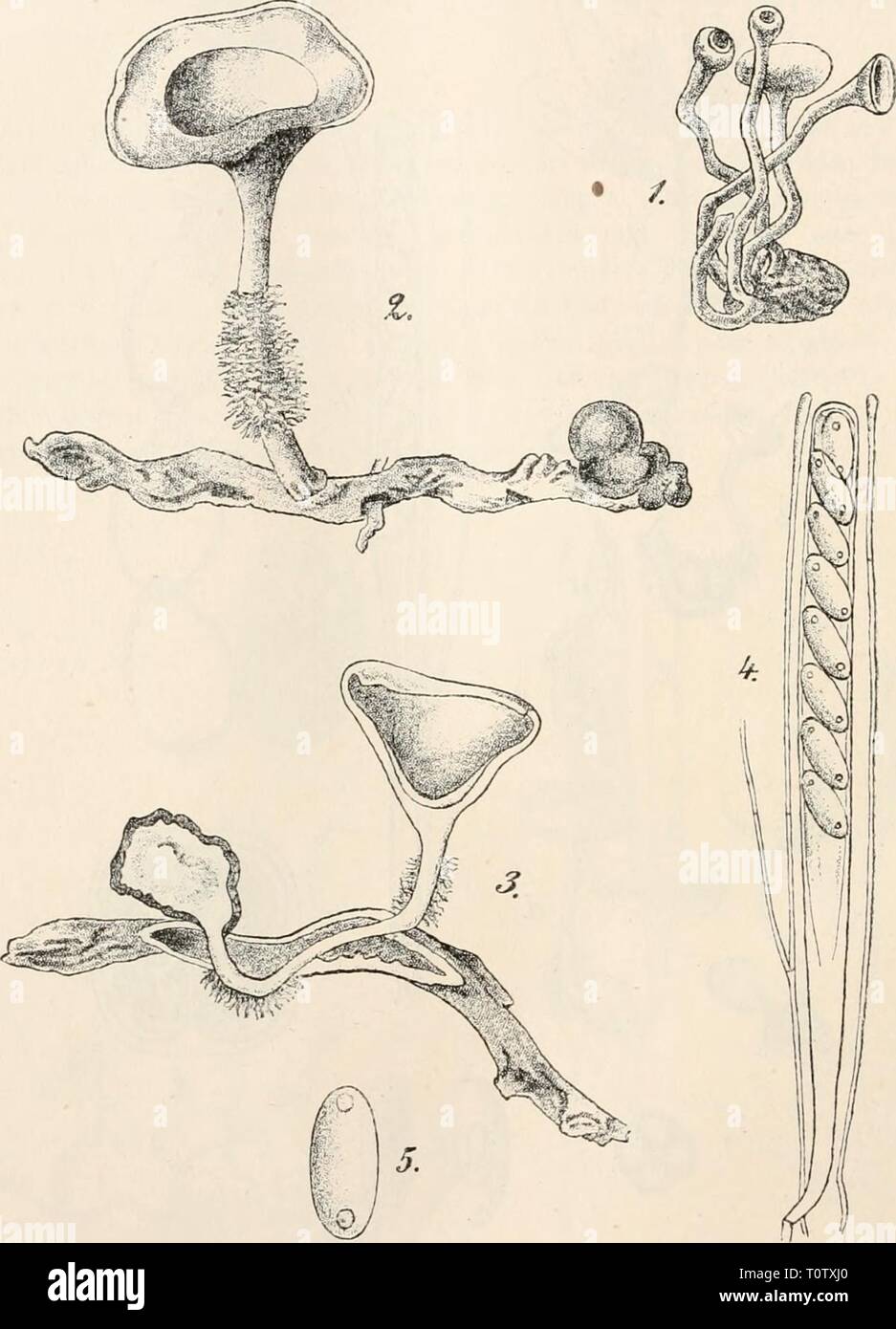 Dr L Rabenhorst's Kryptogamen-Flora von Dr. L. Rabenhorst's Kryptogamen-Flora von Deutschland, Oesterreich und der Schweiz  drlrabenhorstskr0103rabe Year: 1896  802    Fig. 1—5. Sclerotinia tuboroso. Fig. 1. Sclerotium mit Apothecien. Fig. 2. Apothecium mit Sclerotium im Ehizom. Fig. 3. Längsschnitt durch Figur 2. Fig. 4. Schlauch mit Paraphysen. Fig. 5. Spore. (Fig. 1—3 in natürl. Grösse, Fig. 4 u. 5 stark vergrössert. Fig. 1—5 nach Tul., Sei. Fung. Carp. III, tab. 22, fig. 2, 3, 5; Fig. 4 u. 5 Originalzeichnungen nach der Natur.) Stock Photo