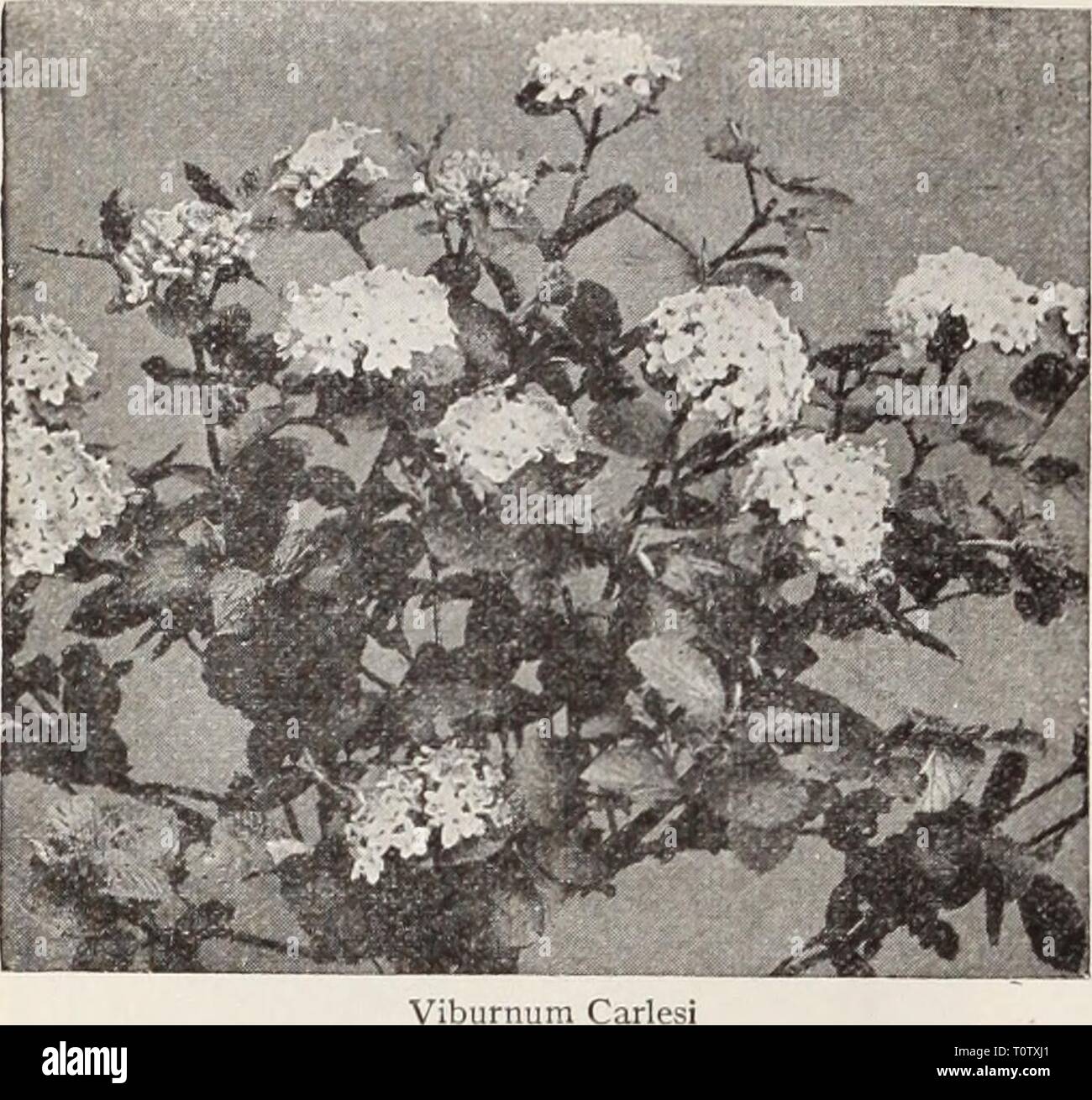 Dreer's garden book  Henry Dreer's garden book / Henry A. Dreer.  dreersgardenbook1931dree Year:   i CHOICE HARDY SHRUBS i PMELPfflU    Weigela—Diervilla Eva Rathke. Flowers continuously throughout the summer and autumn. Rich ruby-carmine blooms. Rosea. Soft rosy carmine. Very profuse blooming. — nana variegata. Has splendid variegated foliage, a mottling of green, yellow, and pink. Delicate rose colored flowers. Any of the three Weigelas: 50c each. Viburnum Carl Viburnum Snowball Carlesi. The rare Korean Viburnum which is entirely distinct. Salver shaped sweet-scented flowers of a delicate ro Stock Photo