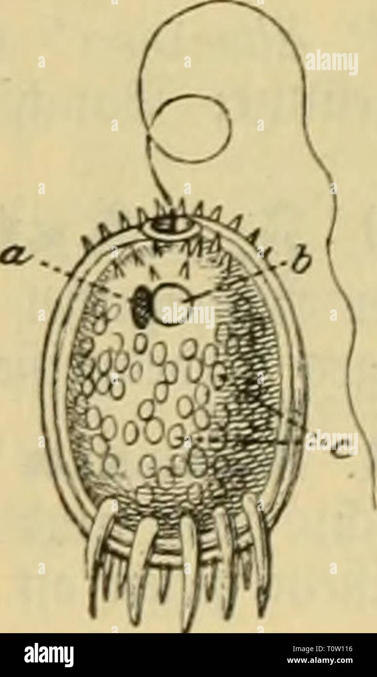 Enbe Stock Photos Enbe Stock Images Alamy