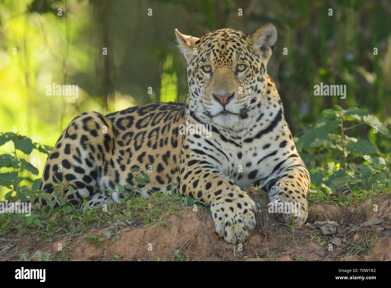 Young jaguar (Panthera once) in Brazil Stock Photo