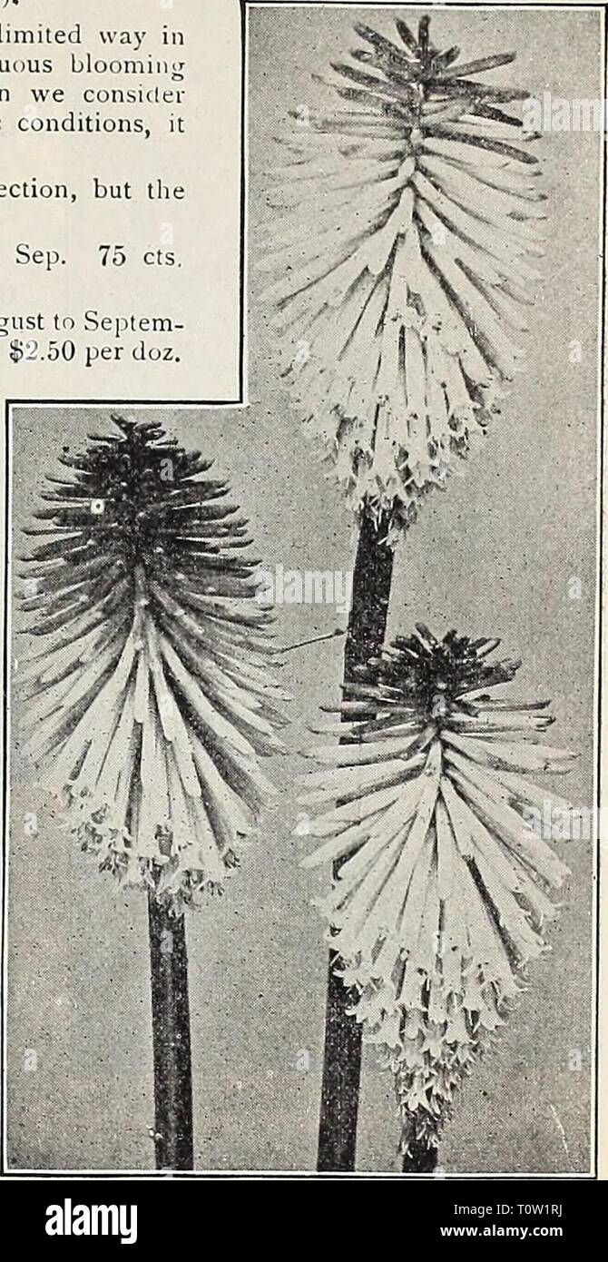 Dreer's 1907 garden book (1907) Dreer's 1907 garden book  dreers1907garden1907henr Year: 1907  HBfrADRBR-fllliADaPHIA-M-® HARDY PERENNIAL PLANTS ^W 187 TRITOMA (Bed-hot Poker, Flame Flower, or Torch Lily). Until the introduction of the variety Pfitzerii the Tritomas were only used in a limited way in the mixed border, or as specimens on the lawn, but the early, free and continuous blooming qualities of this variety have made it one of the great bedding plants, and when we consider that there are few plants which are suitable for massing under our severe climatic conditions it is little wonder Stock Photo