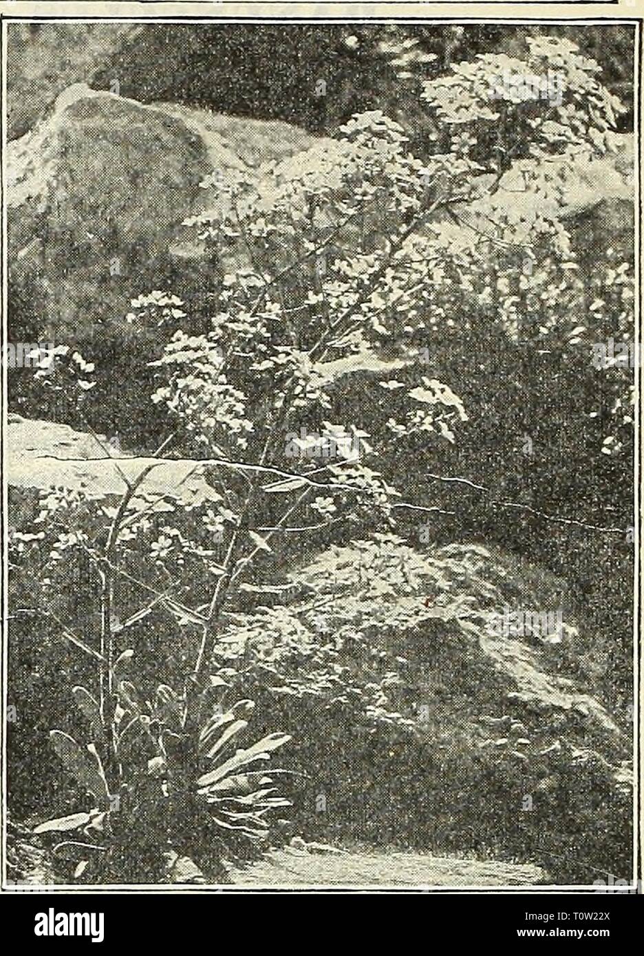 Dreer's garden book  1905 Dreer's garden book : 1905  dreersgardenbook1905henr Year: 1905  Sedum Spectabilis. Saxifraga Pykamidalis. SEDUM (Stone-crop). DWARF VARIETIES, vSuitable for the rockery, carpet bedding, etc. Acre {Golden Moss). Much used for covering graves, foliage green, flowers bright yellow. Album. Green foliage, white flowers. Lydium Aureum. Small yellow loliage and pink flowers. — Glaucum. Small glaucous green foliage and pink flowers. Pulchellum {Birds'-foot Stone- (rop). Foliage red and brown, rosy- purple flowers. Sexangulare. Dark green foliage and yellow flowers. Spurium.  Stock Photo