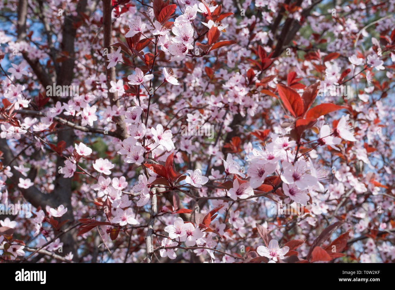 Cherry blossoms in full bloom Stock Photo - Alamy