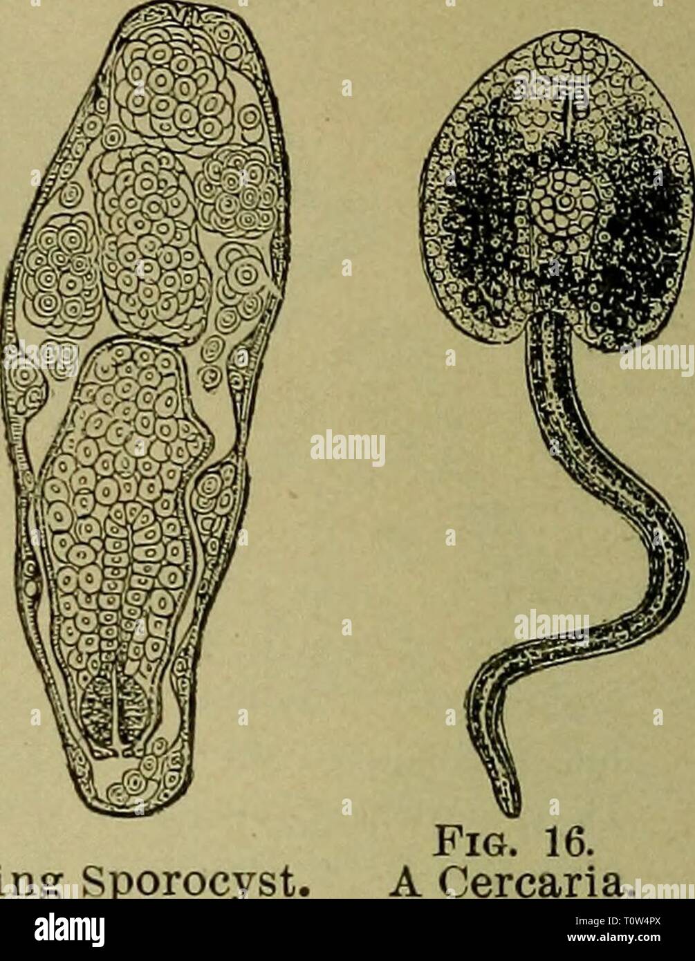 The domestic sheep  its The domestic sheep : its culture and general management  domesticsheepits01stew Year: 1900  FiG. 15. A Mature and Dividing Sporocyst. bellied.' At first the sheep appear to thrive better than usual and rapidly make fat, which, however, is yellowish in color. Very soon the characteristic dropsy appears, a bag of fluid forms under the jaws, severe diarrhea occurs, and the animal soon becomes emaciated and perishes miserably by a slow wasting until completely exhausted. As the fluke does not inhabit salt water, salt marshes are safe pasture grounds; but it does not follow  Stock Photo