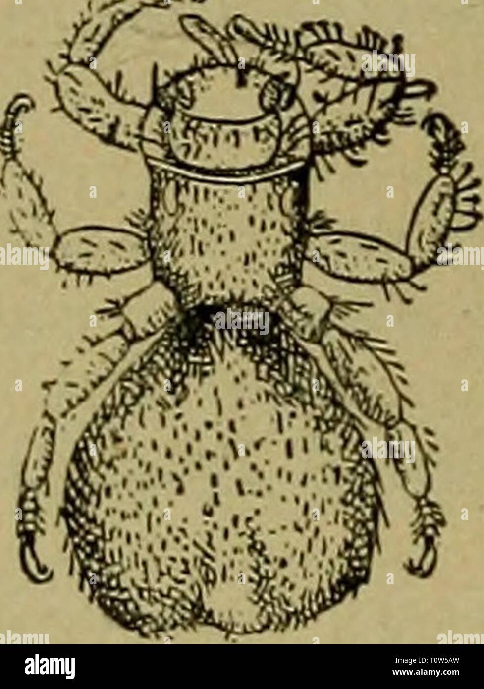 The domestic sheep  its The domestic sheep : its culture and general management  domesticsheepits01stew Year: 1900  864 THE DOMESTIC SHEEP. THE SHEEP TICK-MELOPHAGUS OVINUS. Some writers on sheep and their numerous troubles, have said that this insect seldom causes much damage to the sheep in any way. Experienced shepherds wi:l difier in this. They are well aware that this insect does very serious injury to the sheep as being both the direct and indirect cause of not onl.y inconvenience, but disturbance of the health and prosperity of both the sheep and the lambs. They interfere with the growt Stock Photo