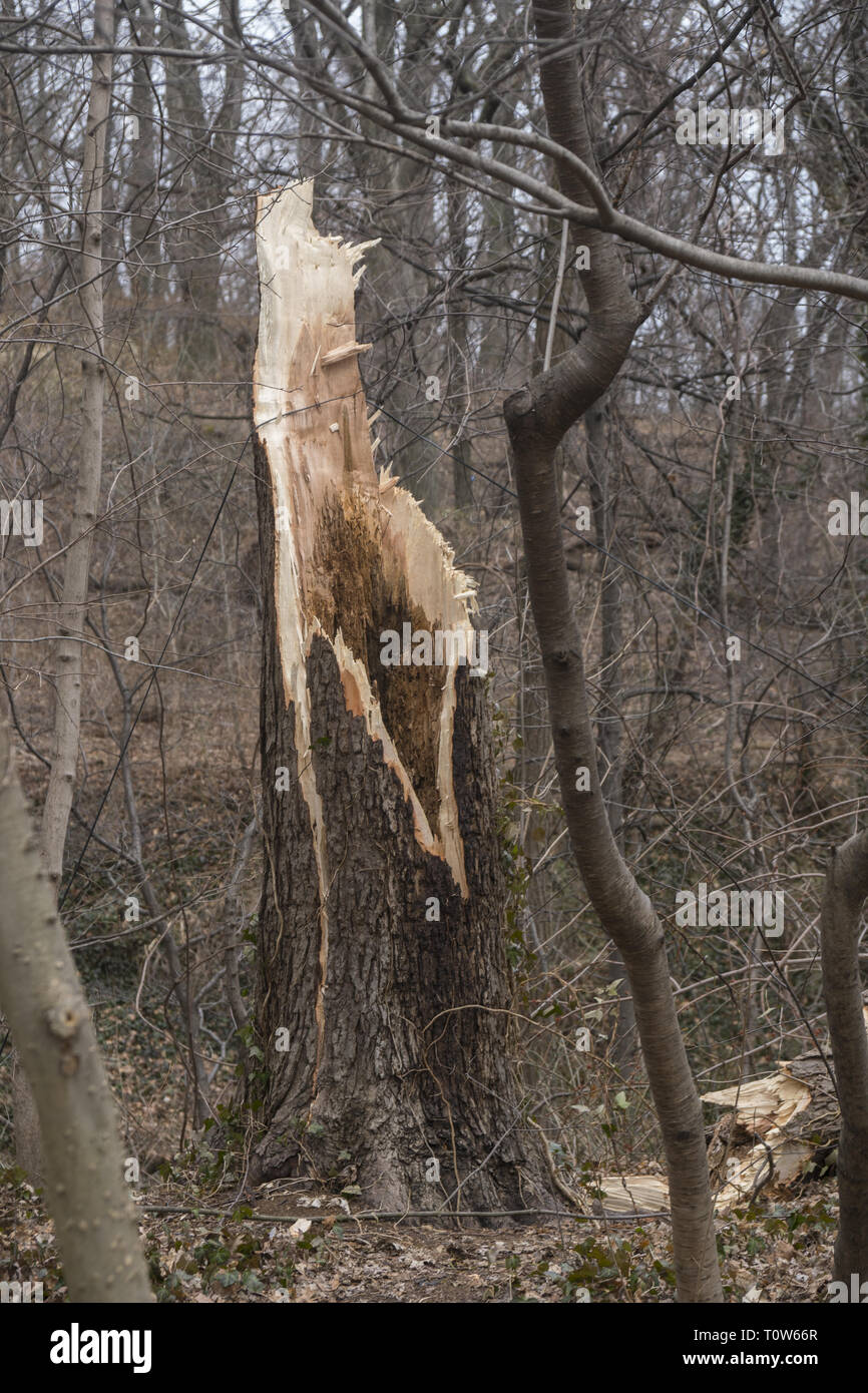 Split hollow tree hi-res stock photography and images - Alamy