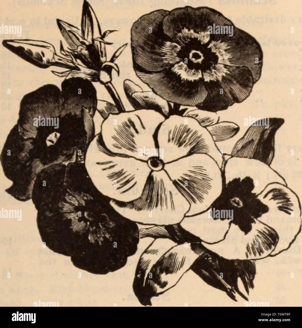 Dreer's wholesale price list  Dreer's wholesale price list / Henry A. Dreer.  dreerswholesalep1912dree Year:   HENRY A. DREER. PHILADELPHIA, PA., WHOLESALE PRICE LIST 13    PHLOX DRUMMONDI GRANDIFLORA Pentstemon Oentianoldes grandiflorus. 'Sensation.' This beautiful variety is being- largely used for bedding. It comes in a good range of colors, such as rose, red, pink, lilac, mottled and spotted. Should be handled in the same way as Petunias, Verbenas, Salvias, etc Phaselous. Multlflorus Papillo (Butterfly Runner Bean). V4-lb. 25 cts Tr. pkt. Oz. 30 $1 50 10 Phlox Drutnmondi. These are fine su Stock Photo