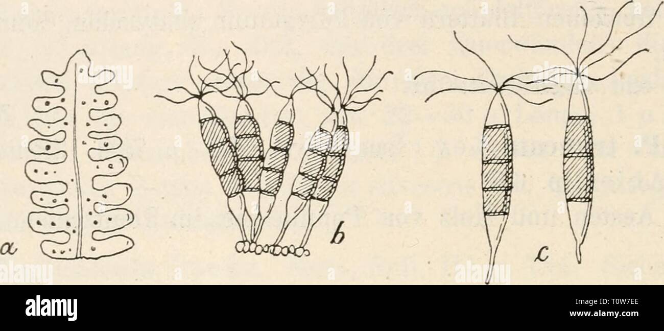 Dr L Rabenhorst's Kryptogamen-Flora von Dr. L. Rabenhorst's Kryptogamen-Flora von Deutschland, Oesterreich und der Schweiz  drlrabenhorstskr0107rabe Year: 1903  Pteris 700 Pestalozzia Pteris 4597. P. macrospora Ces. in Klotzsck, Herb, mycol. Sacc., Fund Venet. Y. p. 198; Fungi ital. tab. 1114; Syll. III. p. 796. Syn. Pestalozzia Pteridis Sacc. in Thüm., Mycoth. univers. Exs. Klotzsch, Herb, mycol. No. 1663. Thüm., Mycotheca univers. No. 83. Sporenlager herdenweise, unter der Oberhaut, niedergedrückt, schwarz, zuweilen zusanimenfliessend und nach Hervorbrechen das. Substrat befleckend; Sporen s Stock Photo
