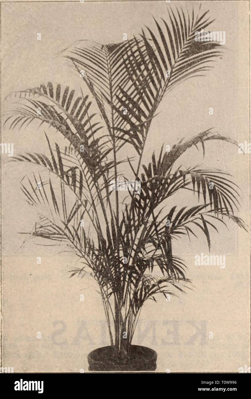 Dypsis Lutescensa Live Plant Tree Areca Palms