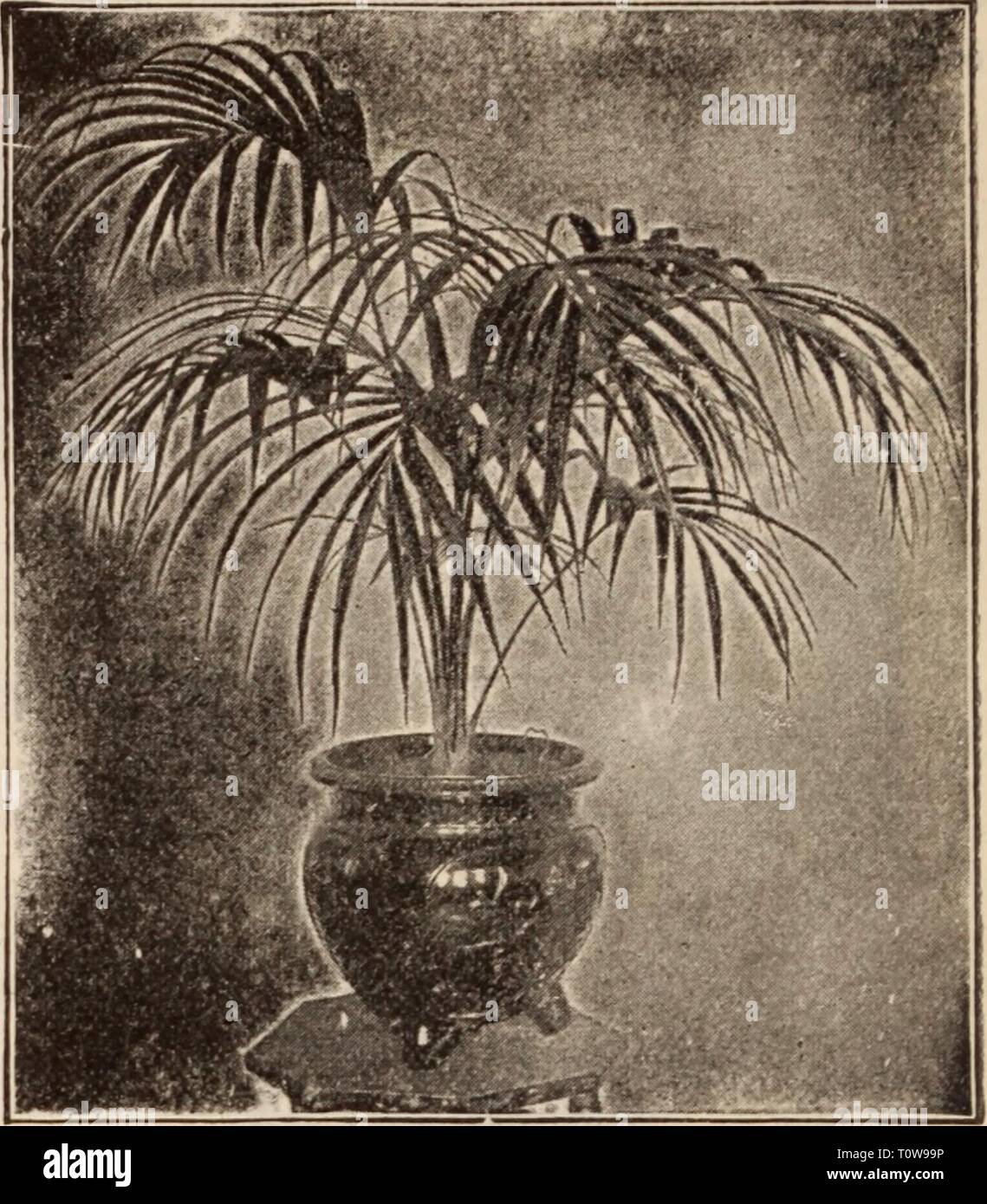 Dreer's wholesale price list  Dreer's wholesale price list / Henry A. Dreer.  dreerswholesalep1912dree Year:   Kentia ForsterianaâSingle Plants. D02. 100 1000 2V4-inch pots, 4 leaves, 8 to 12 in. high . . 11 50 $10 00 190 00 3 4 to 5 12 to 15 ' . . . 2 00 15 00 140 00 4 5 to 6 15 to 18 ' ... 4 50 35 00 Each 5 5 to 6 24 ' . . . . . $0 75 6 6 28 to 30 ' . . . . . 1 00 6 6 34 to 36 ' . . . . . 1 50 7 6 to 7 38 to 40 ' . . . . . 2 00 7-in tubs 6 to 7 40 to 42 ' . . . . . 3 00 8 6 to 7 45 to 48 ' . . . . . 4 00 8 ' 6 to 7 48 ' . . . . . 5 00 10 ' 6 to 7 4)^ to 5 ft. high . . . . 6 00 11 6 to 7 5to5 Stock Photo