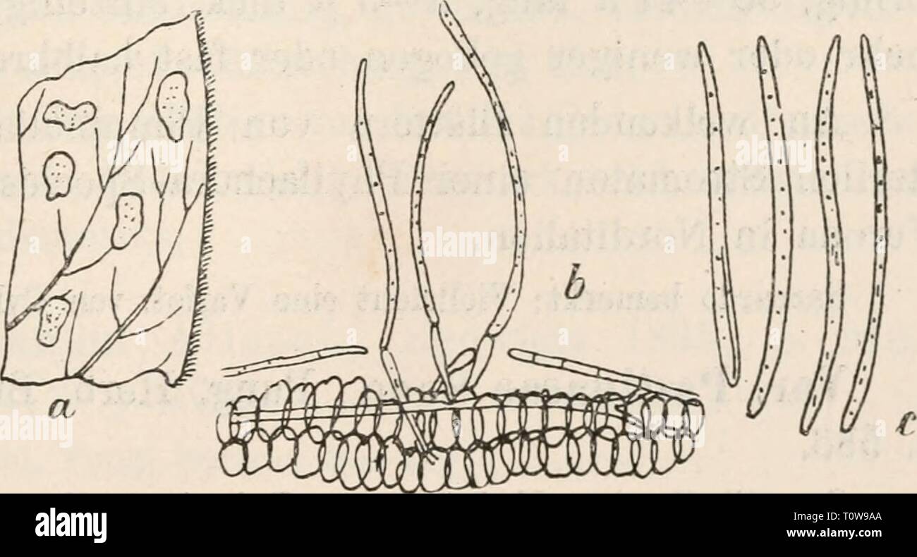 Dr L Rabenhorst's Kryptogamen-Flora von Dr. L. Rabenhorst's Kryptogamen-Flora von Deutschland, Oesterreich und der Schweiz  drlrabenhorstskr0107rabe Year: 1903  Cylindrosporium 727 L/Iium Lilliuii 4647. C. incoiispicuum Winter in Magnus, Erstes Yerzeichn. der Pilze (xraubündens p. 69. Sacc, Syll. X. p. 505. Exs. Kabenhorst -Winter, Fungi europaei No. 3178. Deutliche Sporenlager fehlen; Flecken unregelmässig, bis 20 mm lang, oft zusammenfliessend und das ganze Blatt einnehmend, blass- dunkelbraun, vertrocknet, endlich im Centrum blasser, auf beiden Blattseiten sichtbar; Sporen fadenförmig-cylin Stock Photo