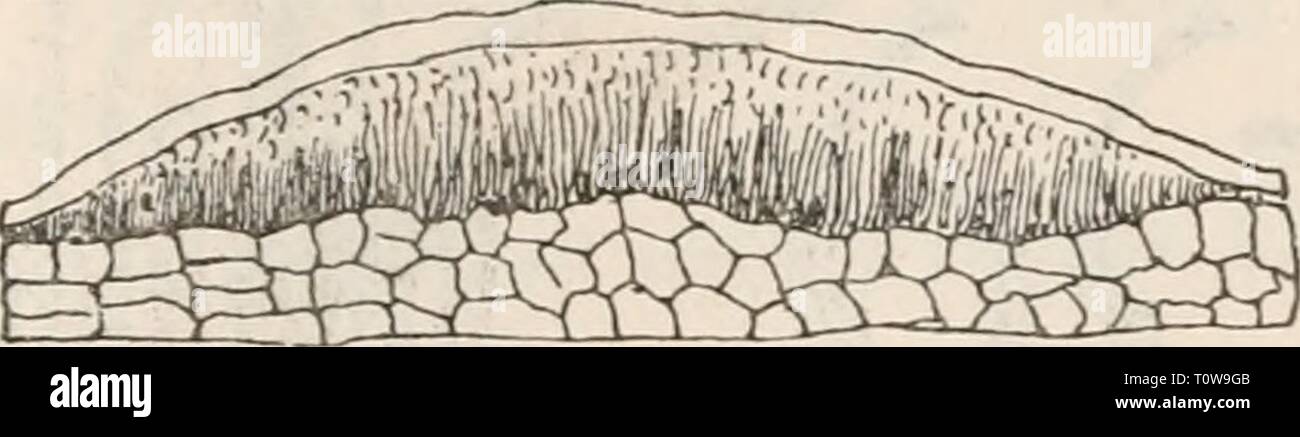 Dr L Rabenhorst's Kryptogamen-Flora von Dr. L. Rabenhorst's Kryptogamen-Flora von Deutschland, Oesterreich und der Schweiz  drlrabenhorstskr0107rabe Year: 1903  a. Ein Aststückchen von Fagus silvatica mit dem Pilze in natürl. Grösse. b. Ein schwach vergrößer- tes , senkrecht durch- schnittenes Sporenlager. c. Ein sehr stark vergrösser- ter Theil des Hymeniums mit Sporenträgern und Sporen. d. Sehr stark vergrösserte freie, reife Sporen. Nach Saccardo, Fungi italici tab. 1085. Sporenlager verschieden geformt, oft zusamrnenfliessend, unter der Oberhaut, kaum hervorbrechend, gelb - orangefarbig; S Stock Photo