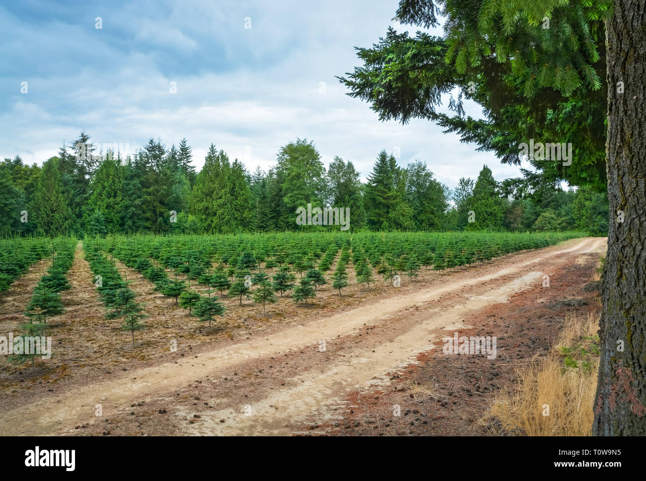 Planting stock of pine trees at the road. Stock Photo