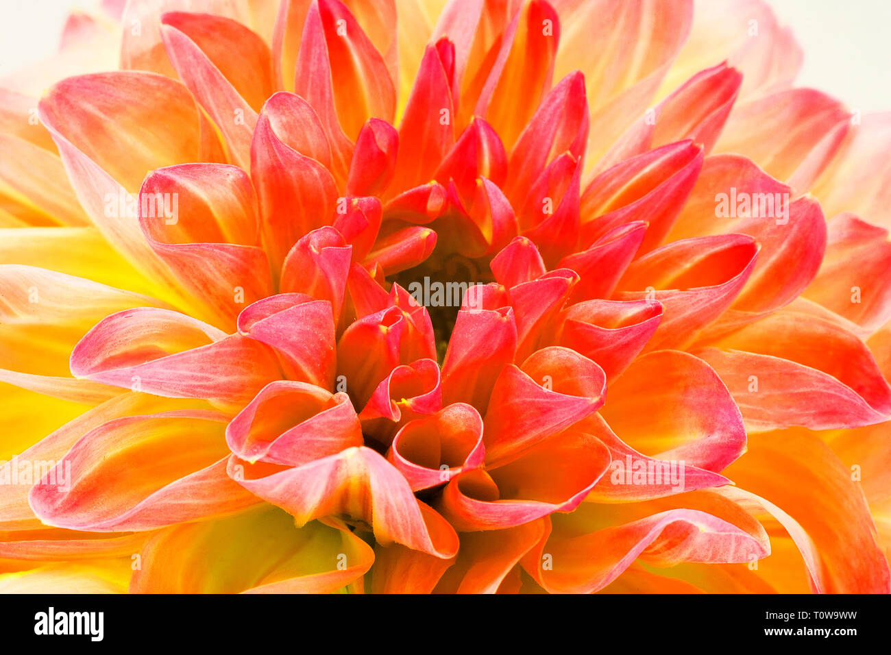Yellow flower with blue background hires stock photography and images