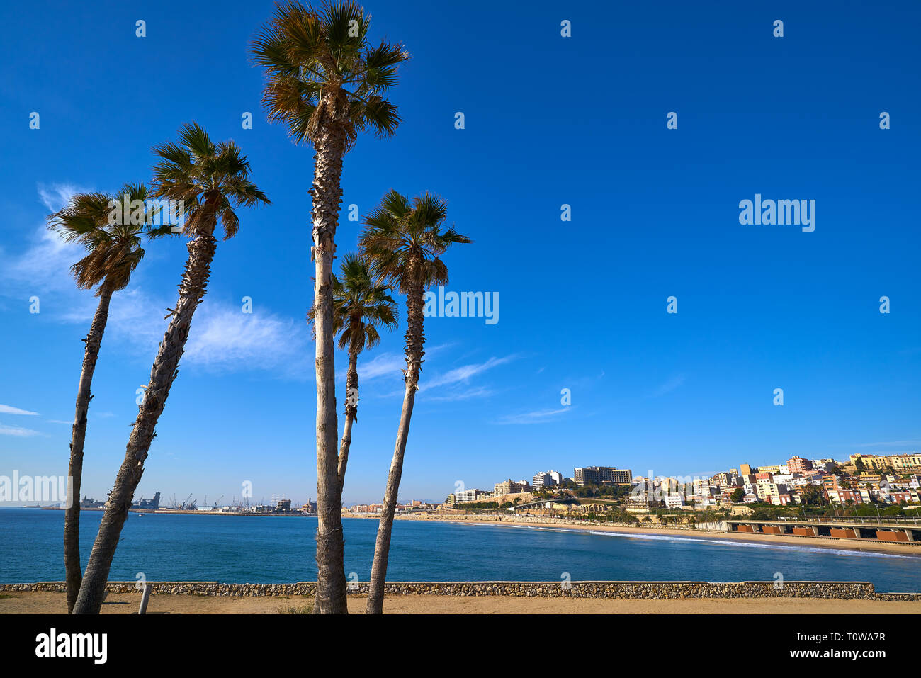 El Miracle beach palm trees in Tarragona at Costa Dorada of Catalonia Stock Photo