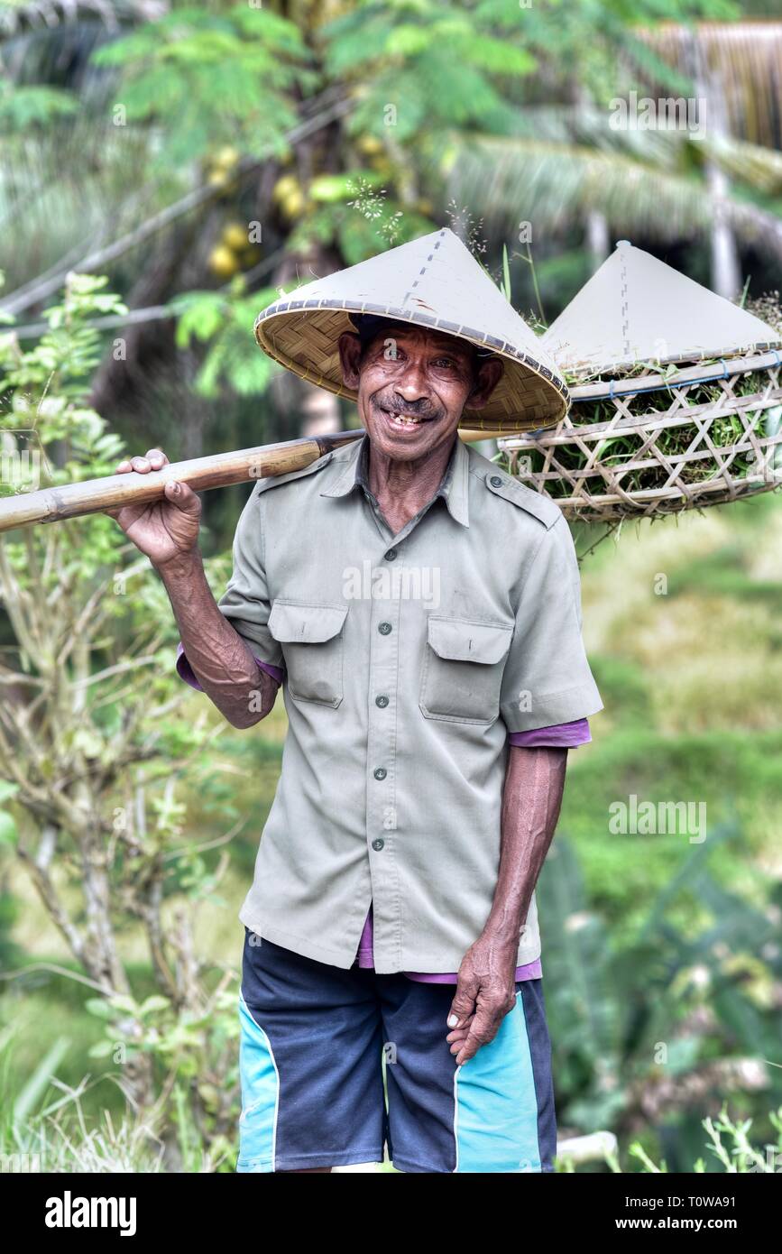 BALI - INDONESIA / 06.06.2018: A rice farmer carries baskets across Tegalalang Rice Terraces near Ubud Village, Bali Island, Indonesia Stock Photo