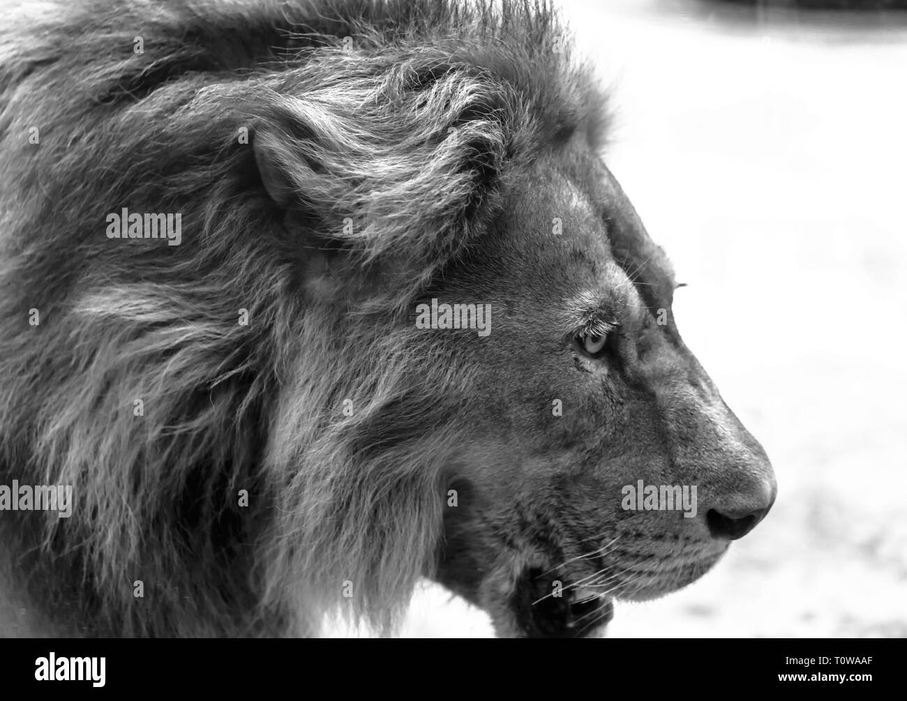Lion head Black and White Stock Photos & Images Alamy