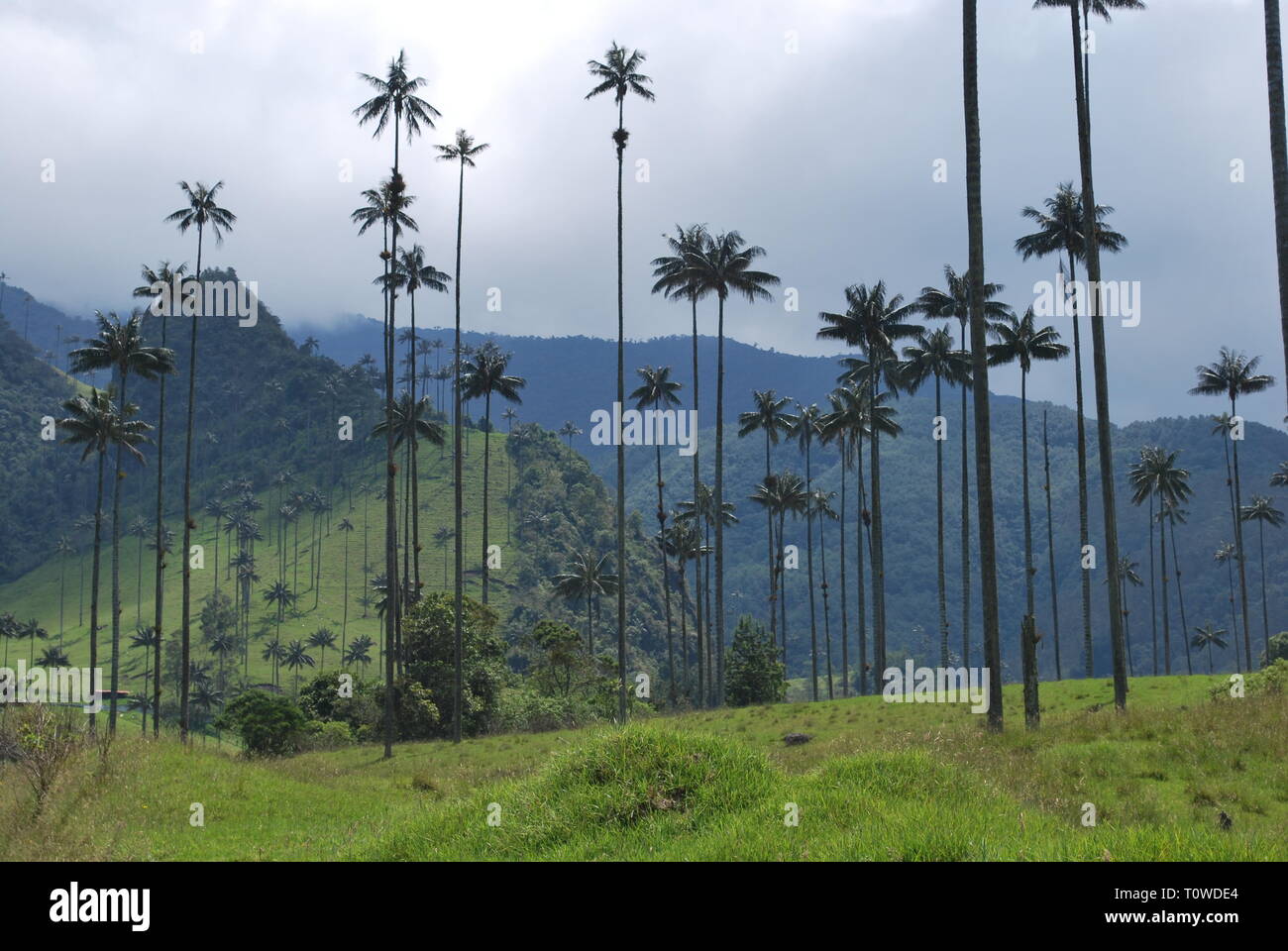 Salento is famous for cocora palms, the tallest palm trees in the world