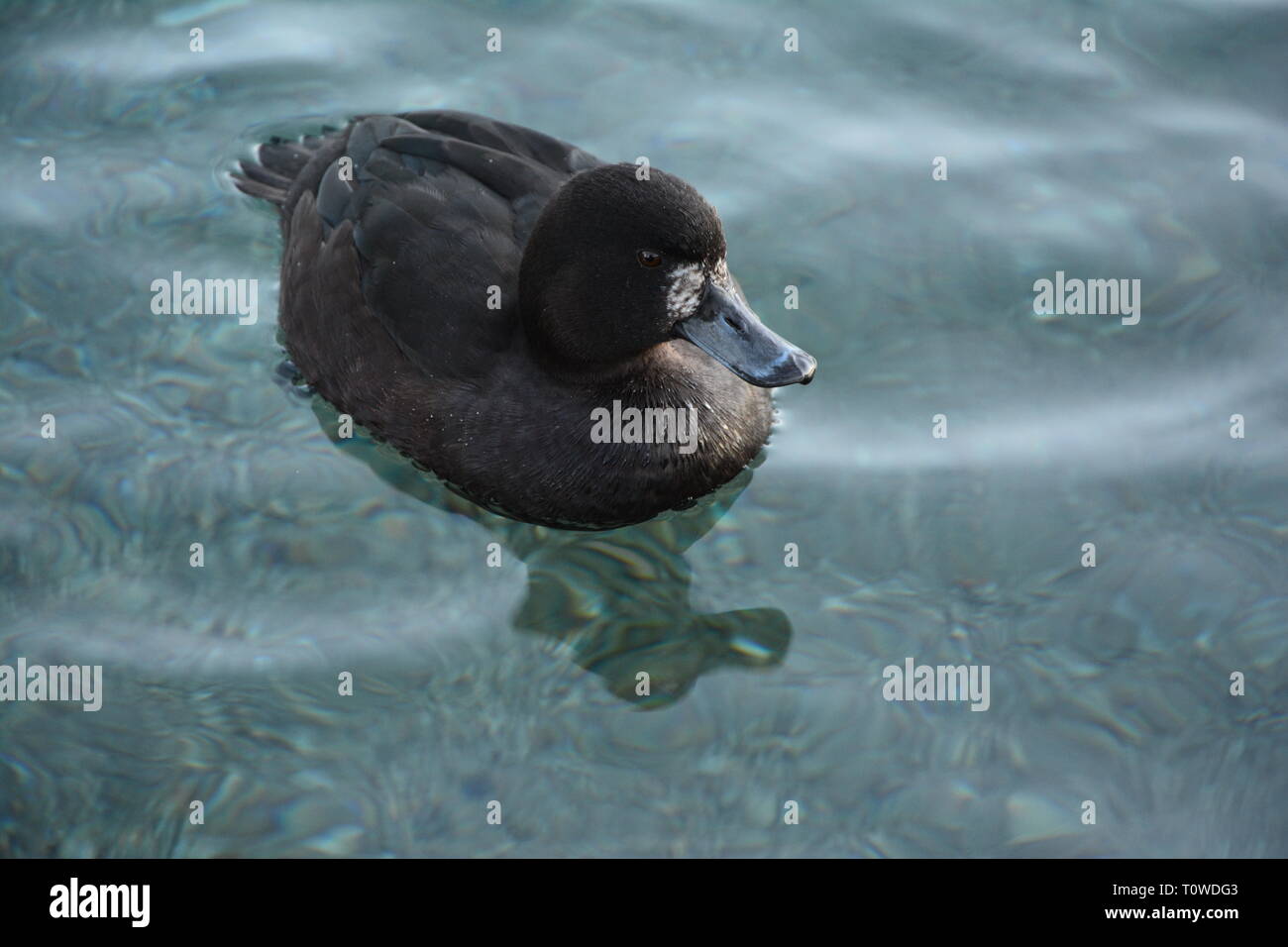 New Zealand scaup or a black teal, adult female swimming in a lake. Stock Photo