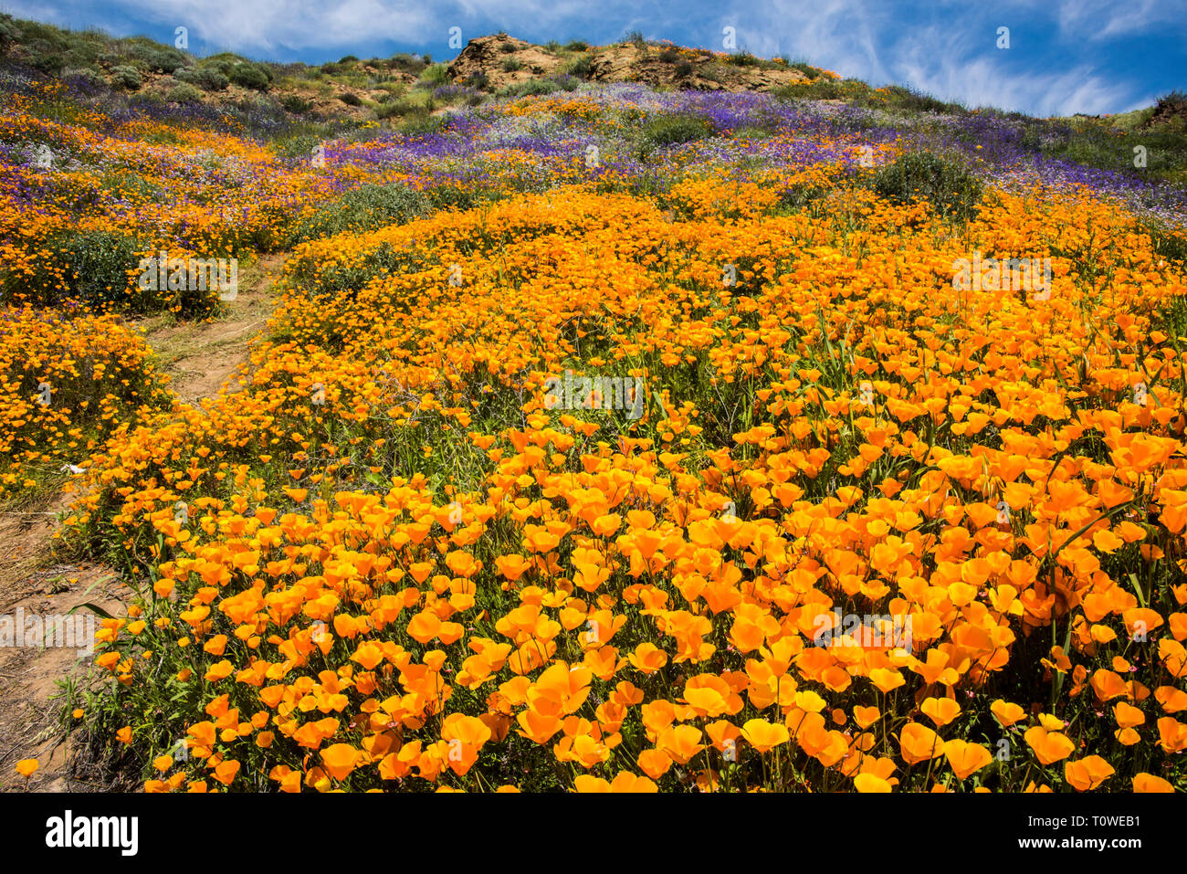 Super Bloom of poppies and other wildflowers at Lake Elsinore, California, USA March, 2019 Stock Photo