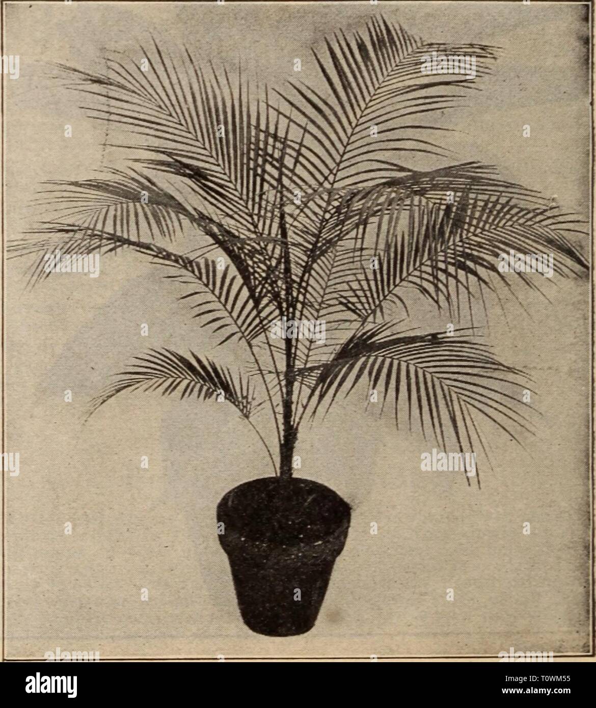 Dreer's wholesale price list  Dreer's wholesale price list / Henry A. Dreer.  dreerswholesalep1912dree Year:   ARECA LUTESCENS Acanthorhiza Aculeata. 6-inch pots, $1.50 each. / Areca Lutescens. A splendid lot of 3-inch pots, 3 plants in a pot, a size that is very popular and sells freely. $1.25 per doz.; $10.00 per 100. Areca Verschaffelti. 2*4-inch pots, $1.50 per doz. 3 ' 2.00 4 ' 3.50 $10.00 per 100. 15.00 25.00 Arenga Saccharifera. 3-inch pots, 25 cts. each; $2.50 per do?. Caryota Sobolifera. 3-inch pots, 15 inches high. $1.50 per doz.; $10.00 per 100. Caryota Urens. 3-inch pots, $1.50 per Stock Photo