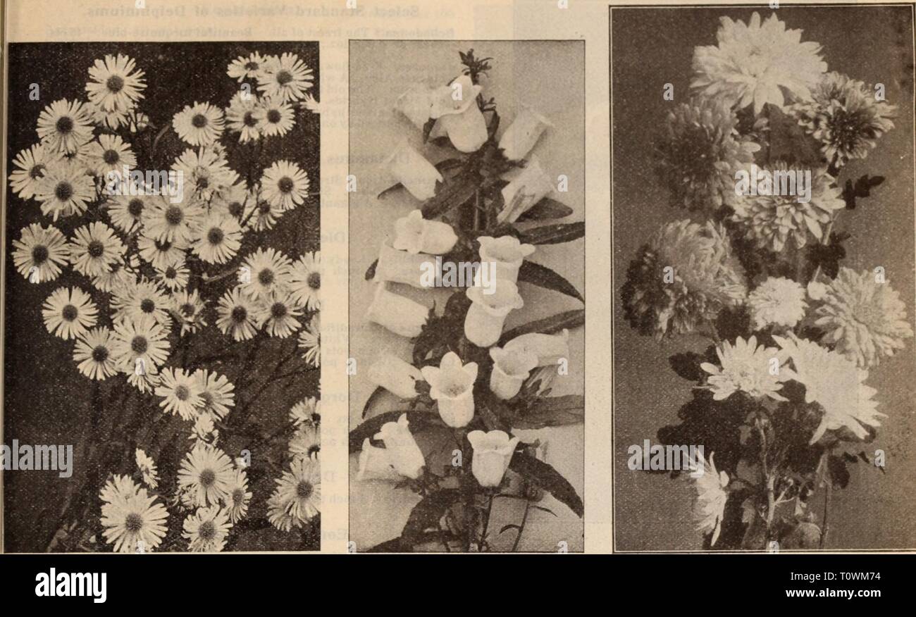 Dreer's wholesale price list  Dreer's wholesale price list / Henry A. Dreer.  dreerswholesalep1912dree Year:   BOLTONIA CAMPANULA MEDIUM (Canterbury Bells) POMPON CHRYSANTHEMUMS I Astilbe Arendsi. This new type is of very vigorous growth, producing many- branched, feathered heads of flowers. 2&gt;2 to 3 feet high. Ceres. Delicate, light rose with silvery sheen. Juno. Strong upright plumes of deep violet rose. Salmon Queen. Beautiful salmon pink. Venus. Deep violet rose. Vesta. Light lilac rose. Pink Pearl. Dense plumes of delicate pink. 30 cts. each; $3.00 per doz. Choicest Mixed Varieties of  Stock Photo