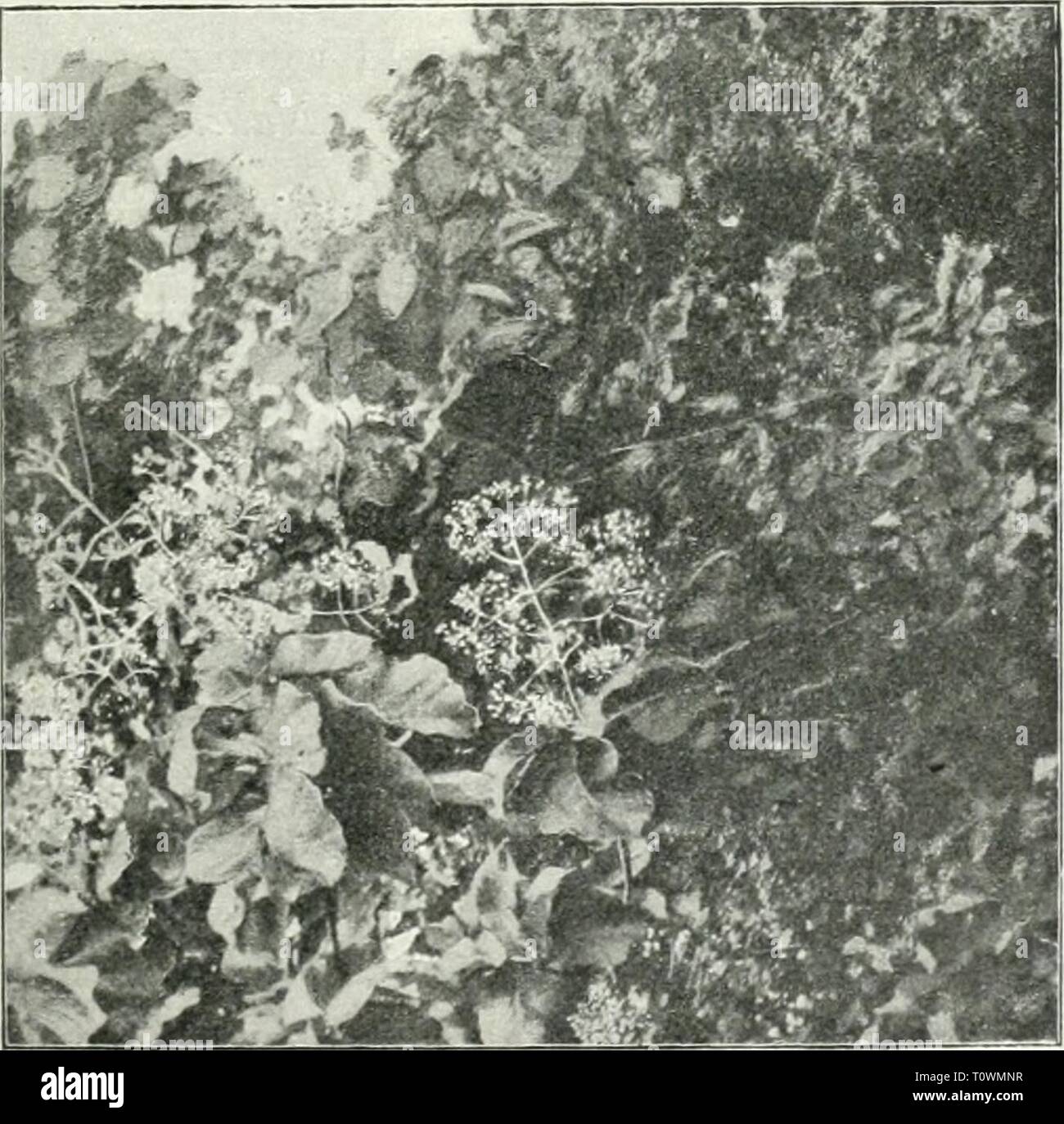 Nederlandsch indische hi-res stock photography and images - Alamy, image size:1300x1374