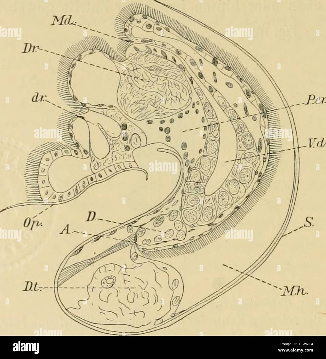 Dr HG Bronn's Klassen und Dr. H.G. Bronn's Klassen und Ordnungen des Thier-Reichs : wissenschaftlich dargestellt in Wort und Bild  drhgbronnsklasse0302bron Year: 1896  712 Prosobranchia. Die Schmarotzer. Noch von keinem parasitischen Frosobranch kennt man den Kreis- lauf der Entwickelung. Die wurmförmigen viviparen Formen haben einen Veliger; aber man weiss nicht, auf welche Art er in den neuen Wirth gelangt. Von Entcroxenos giebt Kristine Bonnevie, welche am weitesten in dieser Richtung vorgedrungen ist, die Darstellung der Onto- o^enese eben bis zu dem betreifenden Stadium. Die Embryonalentw Stock Photo