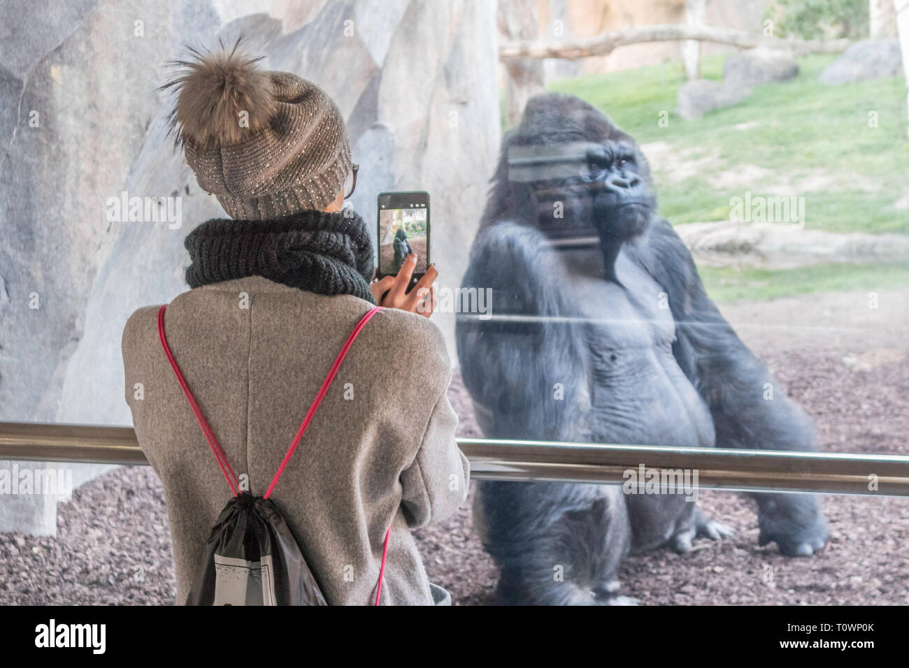 Woman taking photo of a huge silverback gorilla male behind glass in Biopark zoo in Valencia, Spain Stock Photo