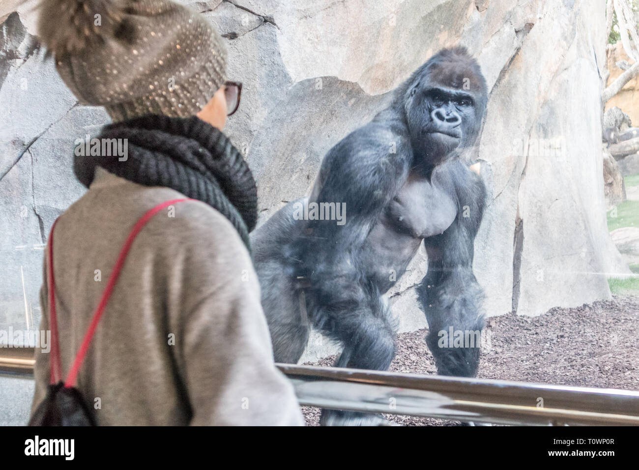 Woman watching huge silverback gorilla male behind glass in zoo. Gorilla staring at female zoo visitor in Biopark in Valencia, Spain Stock Photo