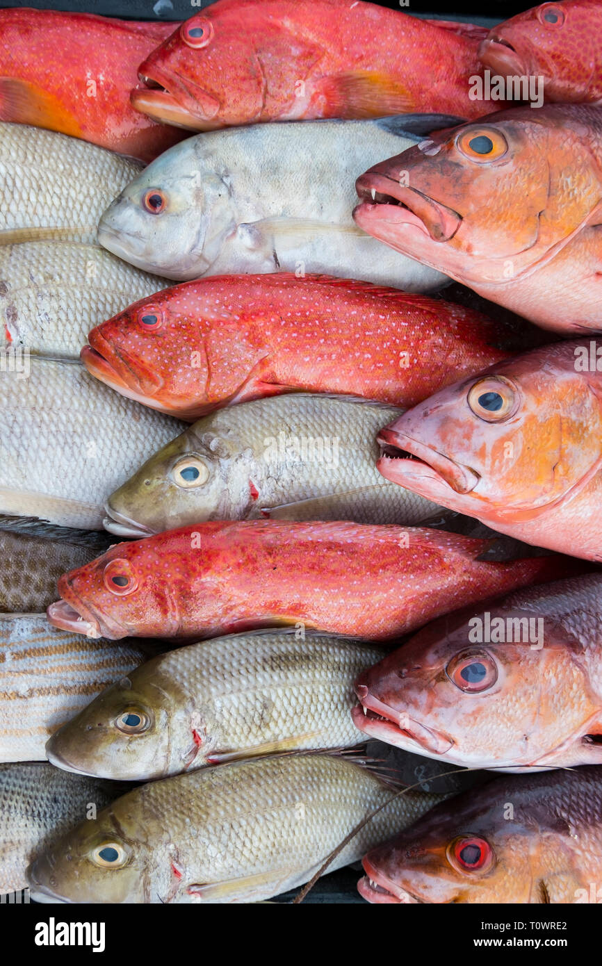 Beautiful red, orange fish, for sale at the fresh seafood market in