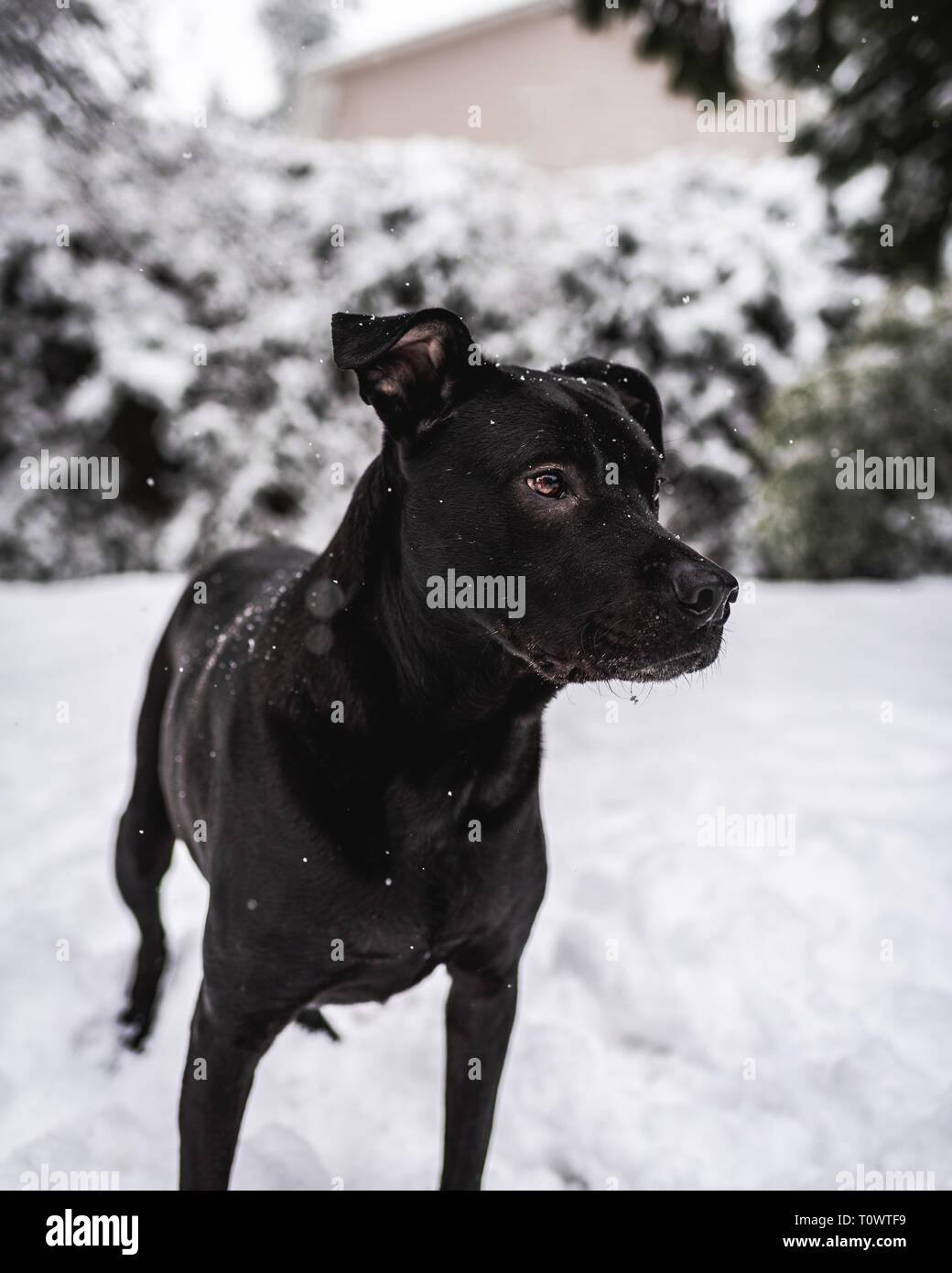 my 5 year old boy Charlie enjoying the snow! Stock Photo