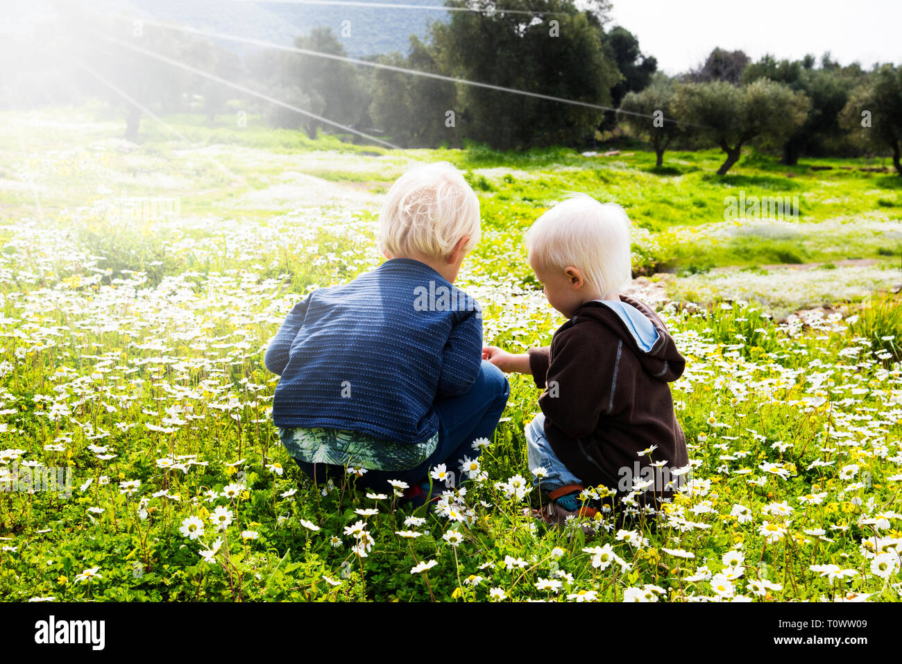 Two Blonde Kids Sitting In A Daisy Flower Meadow And Playing Together. Sunny Beautiful Scenery Stock Photo
