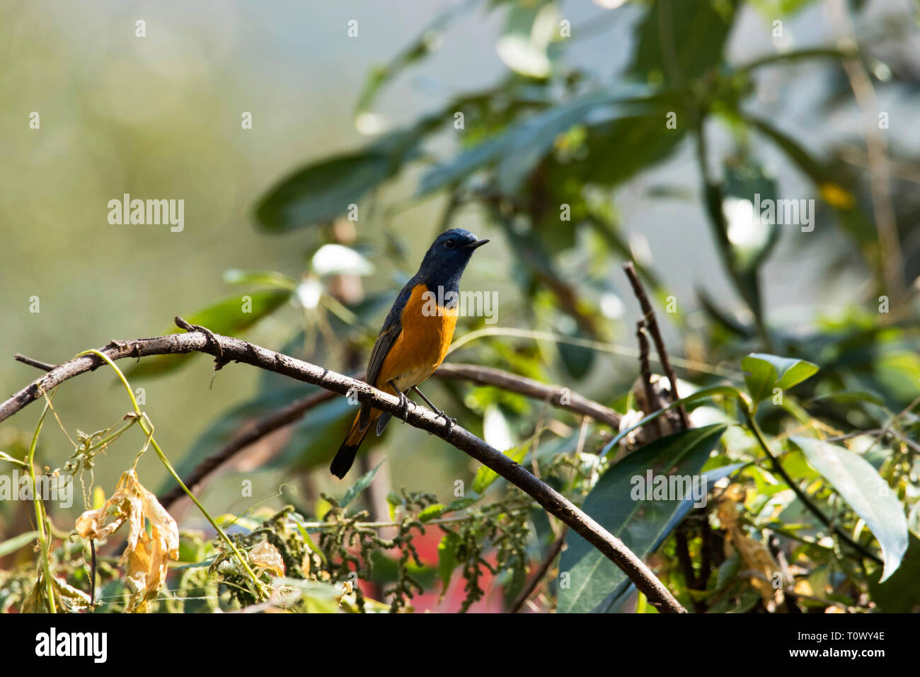 Blue fronted Redstart, Phoenicurus frontalis, Mandal, Uttarakhand