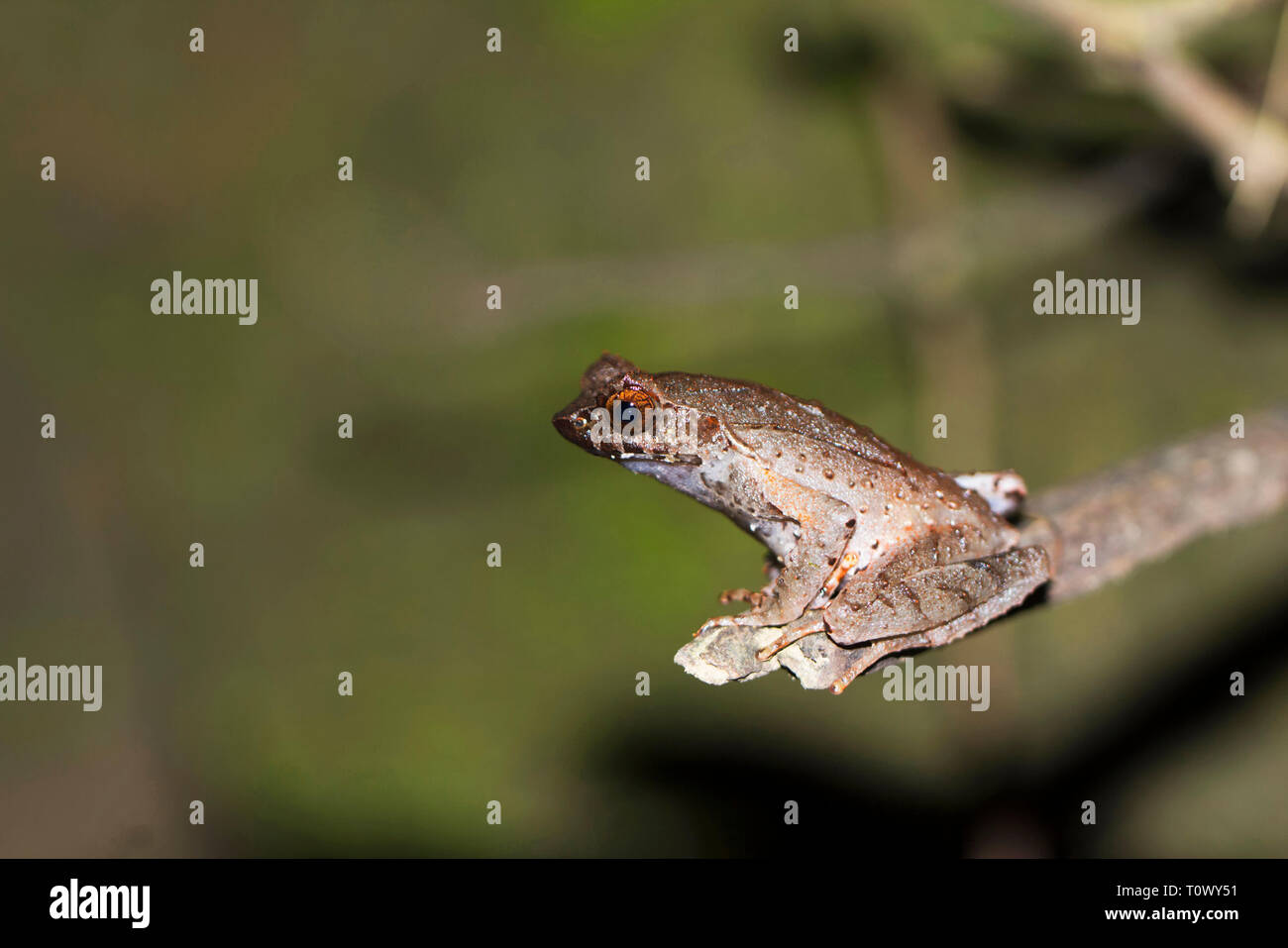 Megophrys ancrae hires stock photography and images Alamy