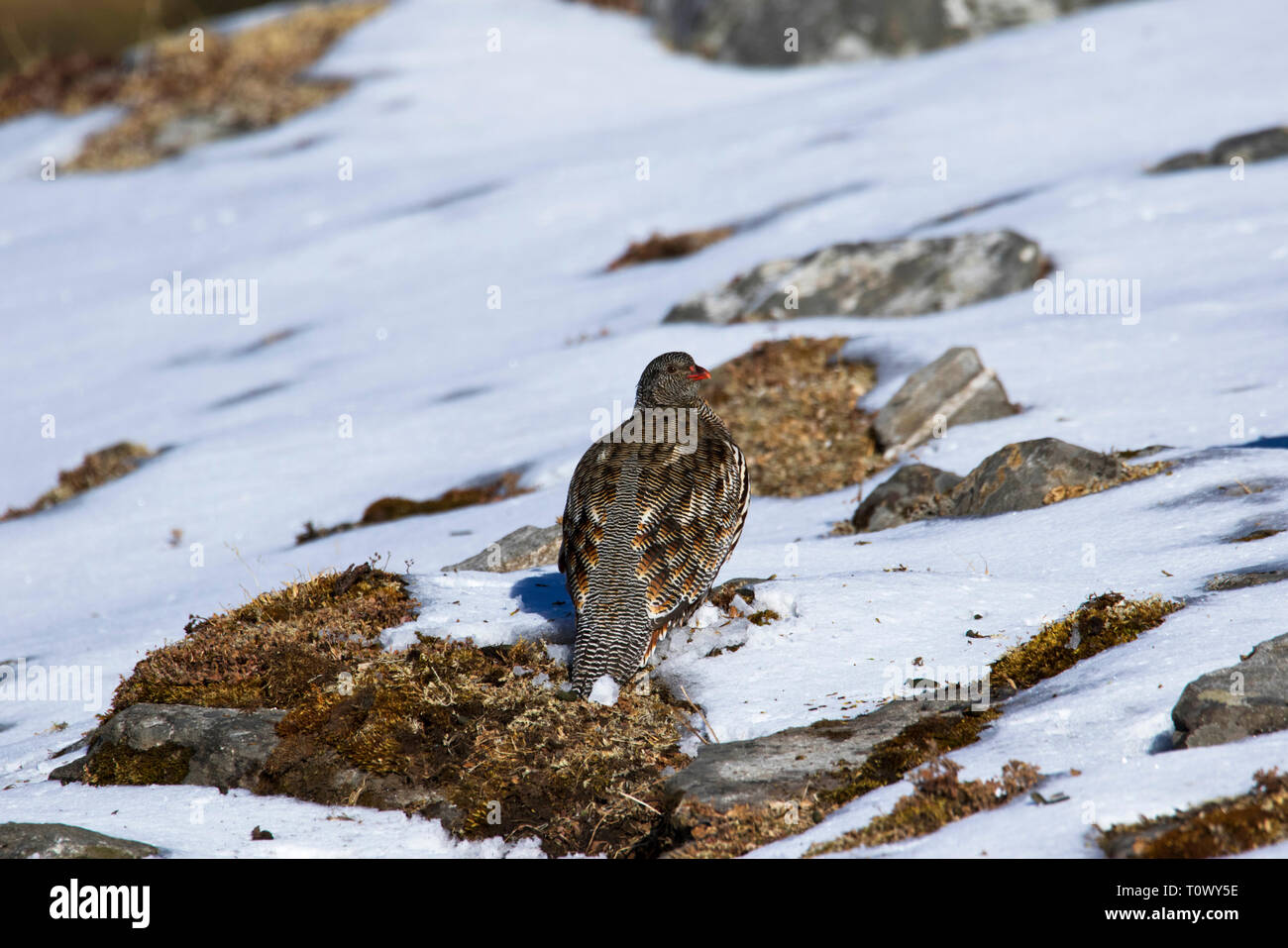 Snow Partridge, Lerwa lerwa, Chopta, Uttarakhand, India. Stock Photo