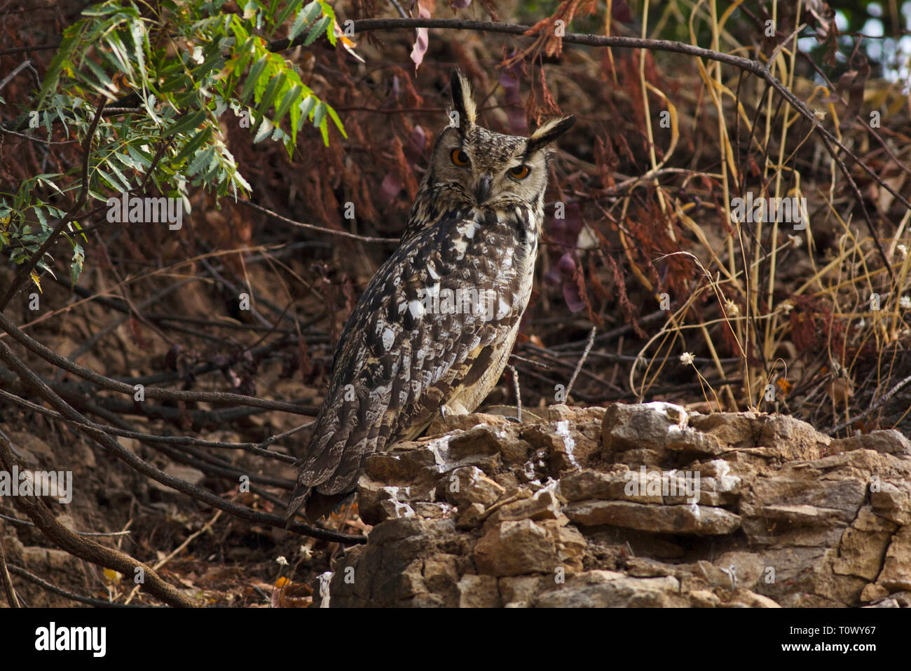 Indian eagle owl, Solapur, Maharashtra, India. Stock Photo