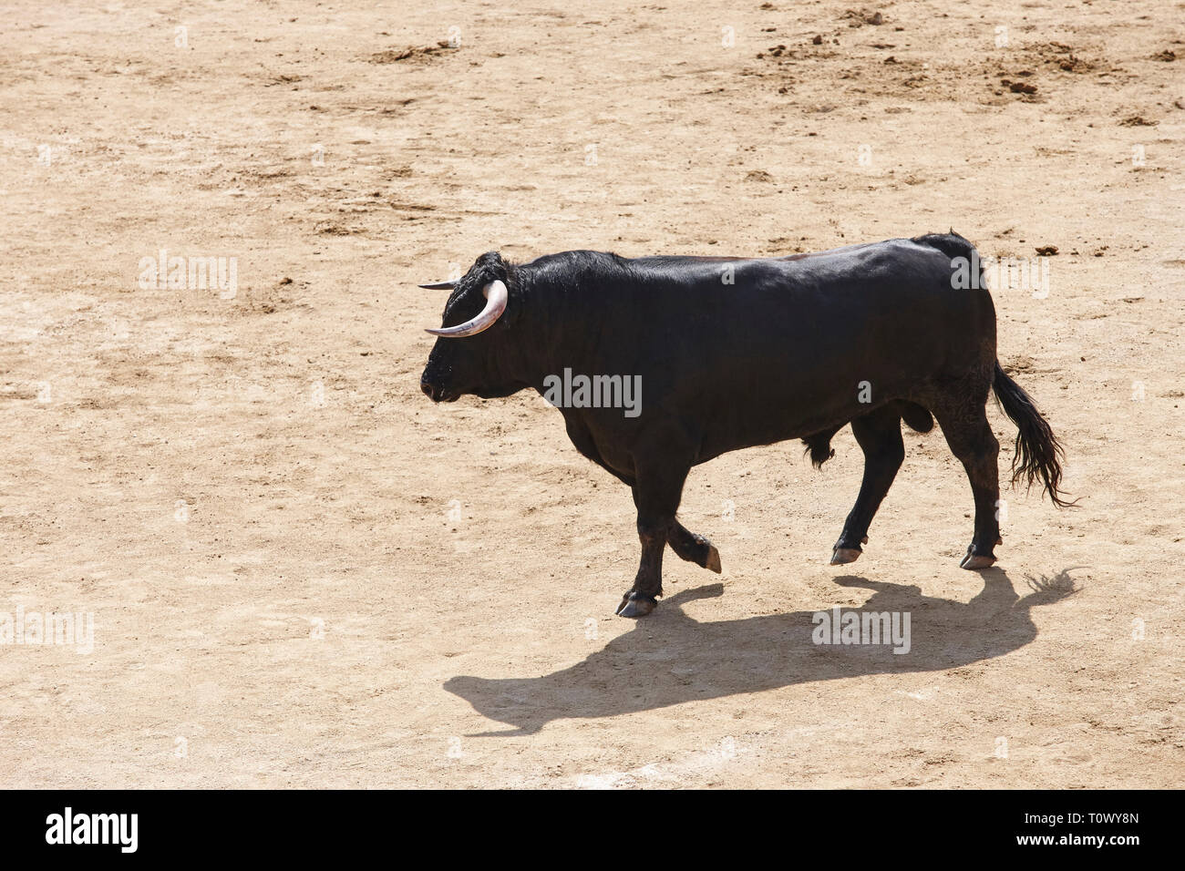 Fighting bull in the arena. Bullring. Toro bravo. Spain. Horizontal ...
